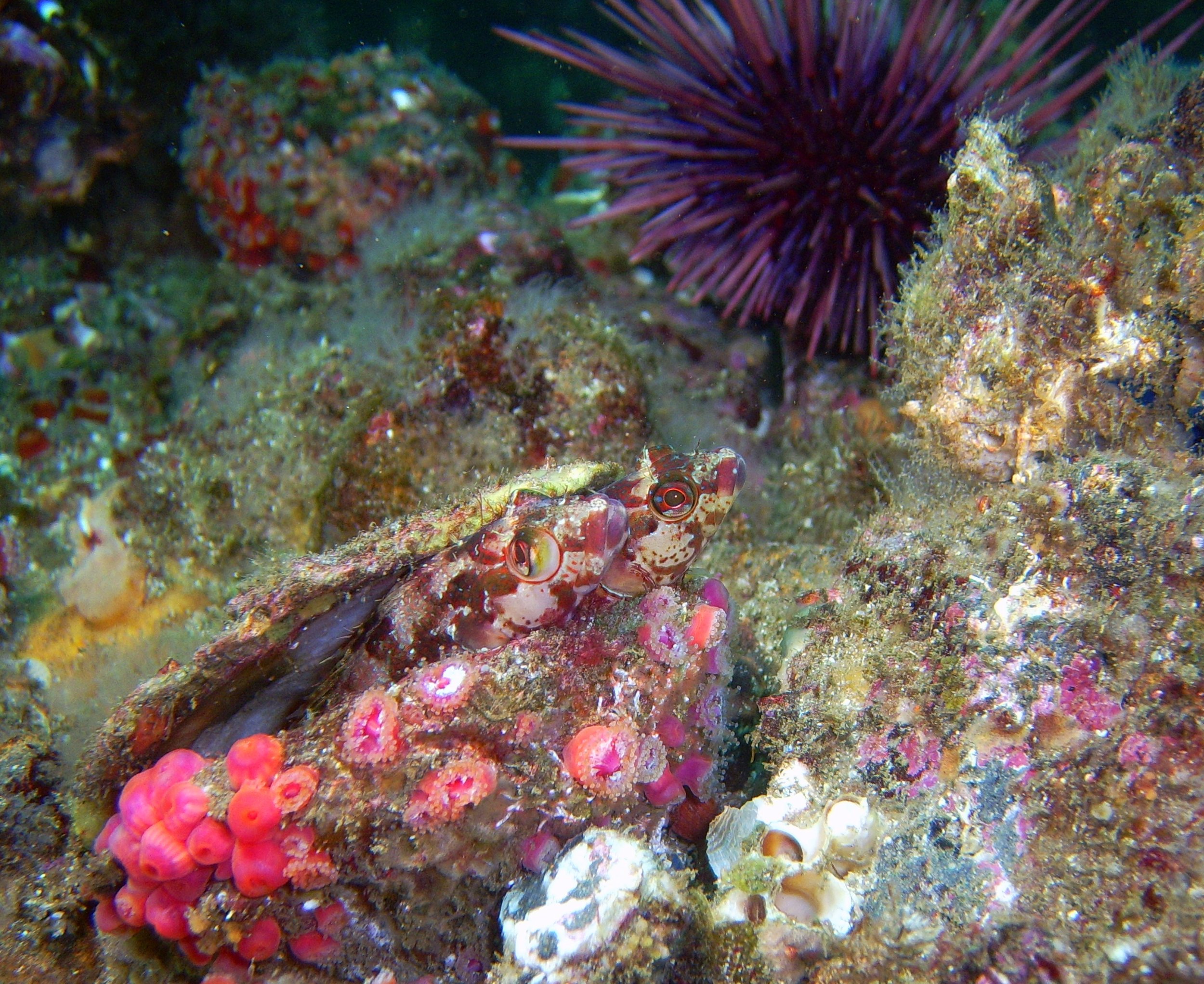 Island Kelpfish pair (Alloclinus holderi) in a scallop shell surrounded by club-tipped anemones and a purple sea urchin, off central California's Channel Islands.