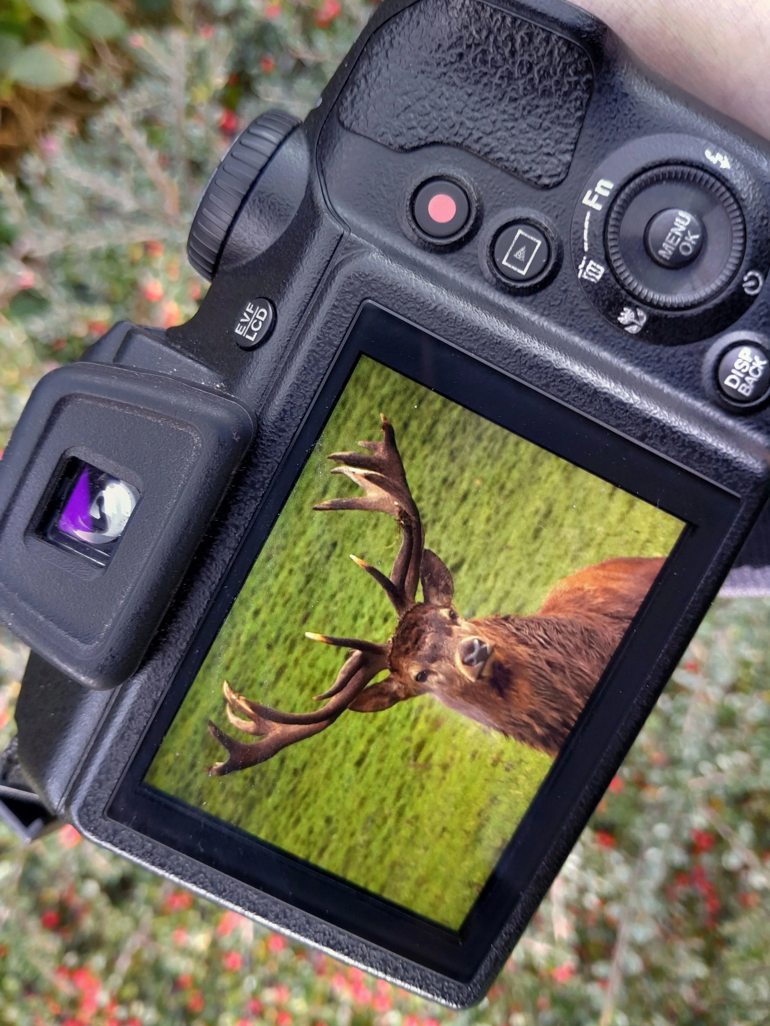 Wildlife photography