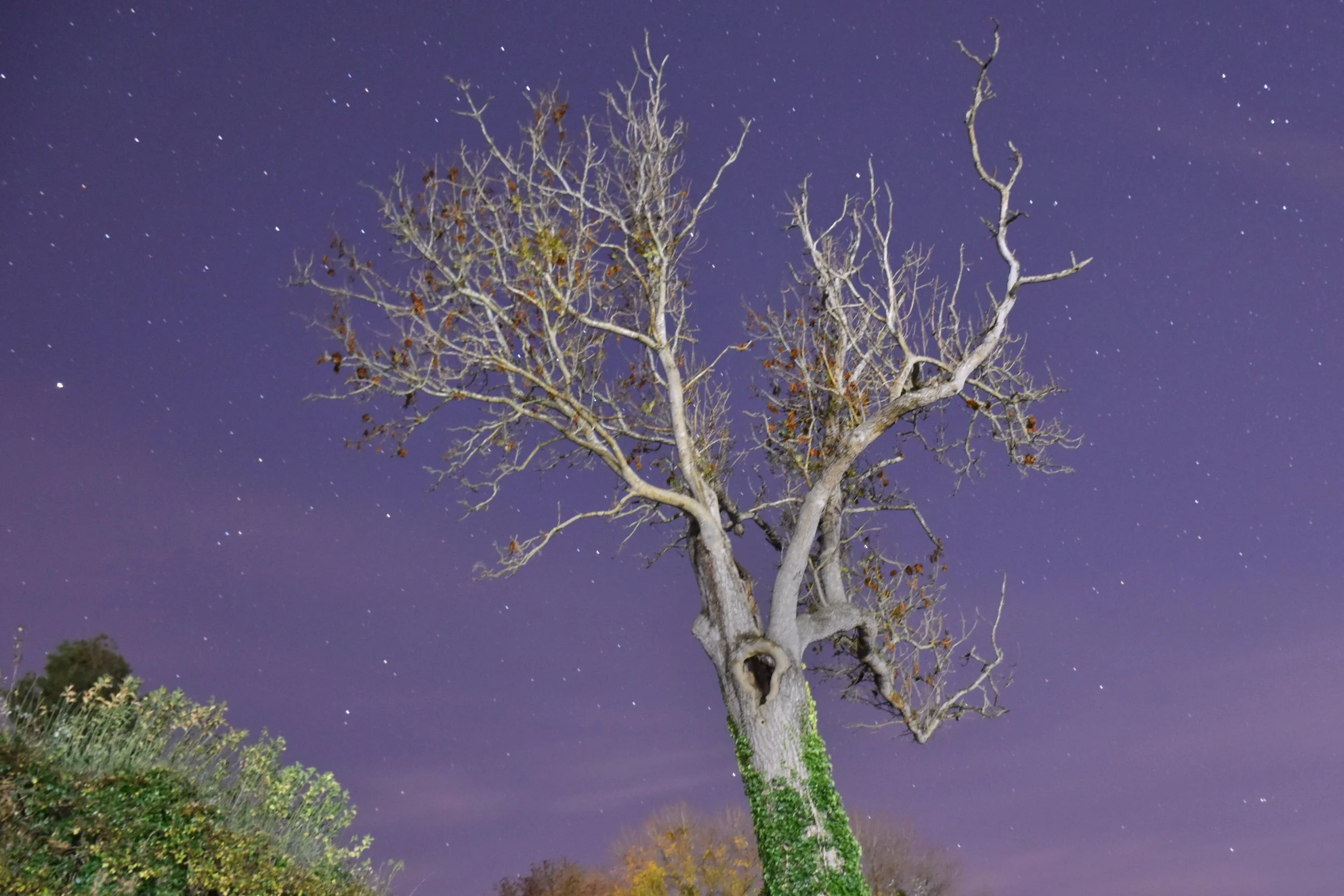 DSC_0253 (1) (1).JPG