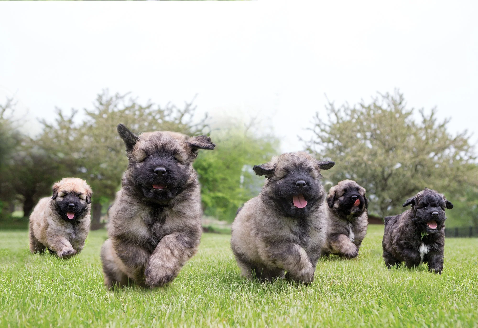 Miniature Bouvier Des Flandres Puppies 2+ Hundred Bouvier Des
