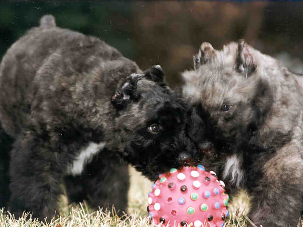Puppies with Ball.jpg