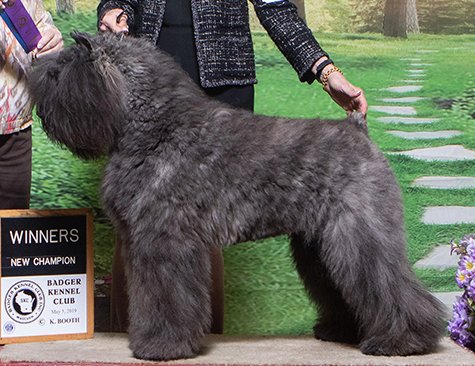 GCH Margaux's Take the Money and Run  "Fergie"