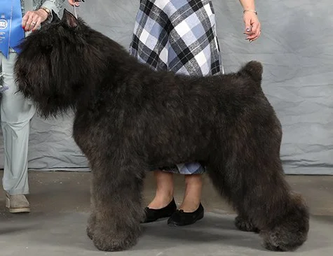 BIS BISS GCHS Margaux's Changing of the Guard FDC "Trevor"