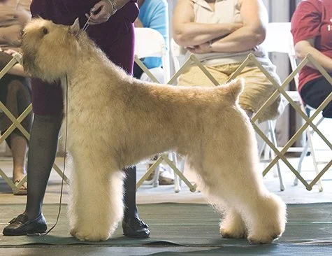 CH Margaux's Wish Upon A Star "Katie"