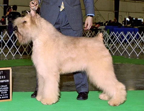 CH Margaux's Something to Talk About ROM "Julia"