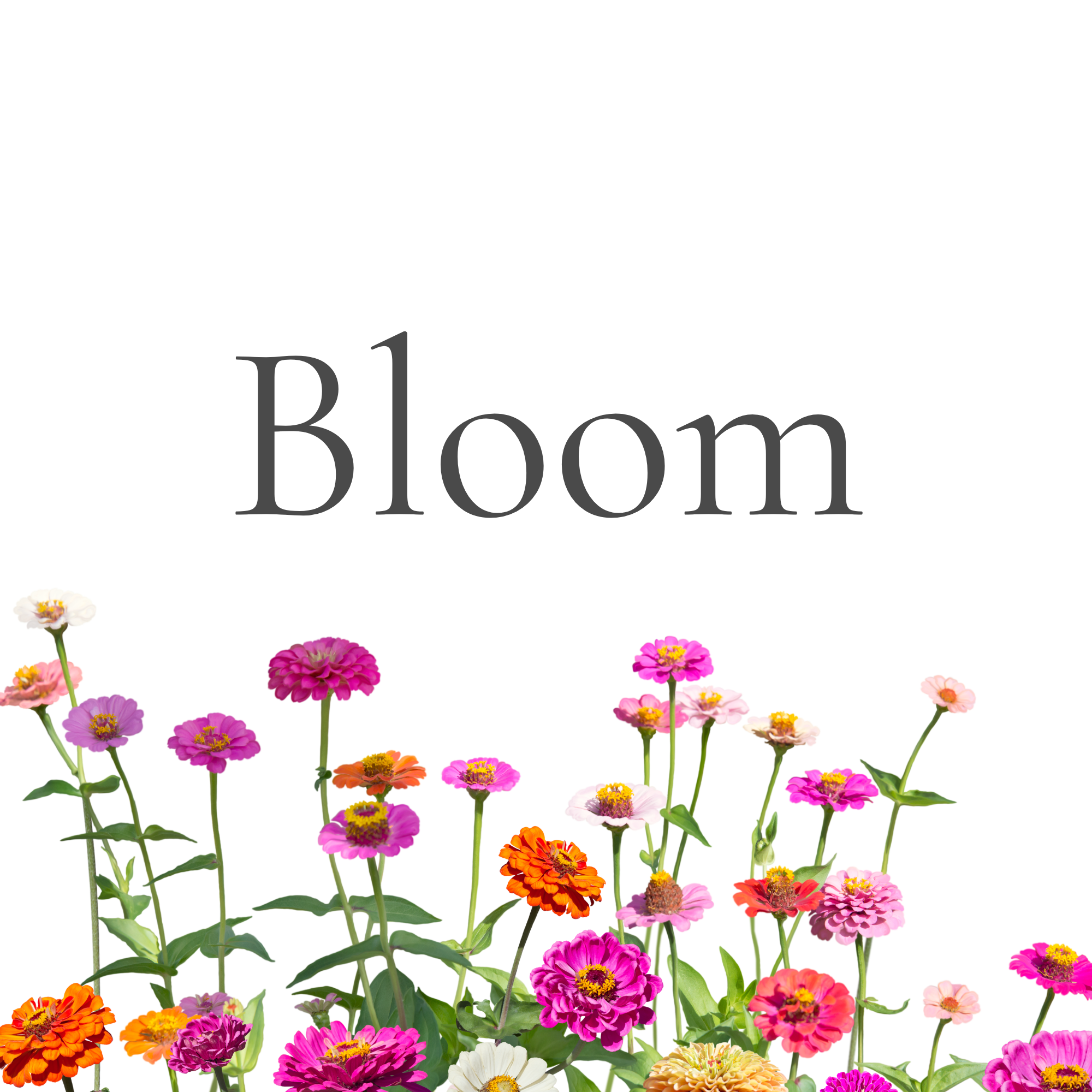 Bloom - Monthly Coaching Calls