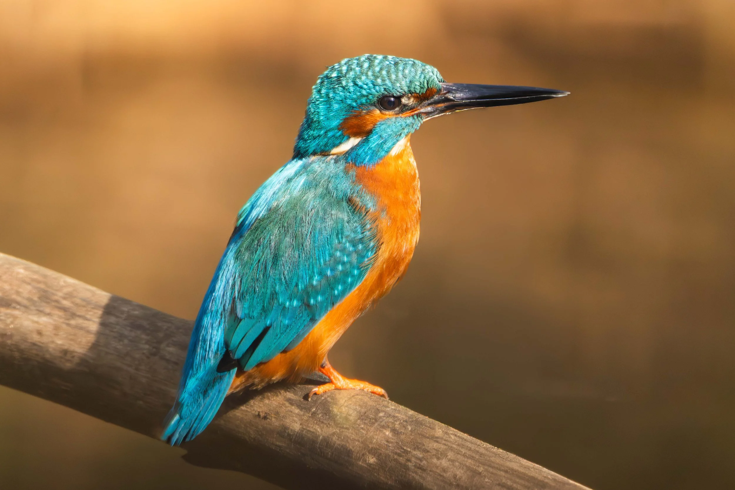 Eisvogel_warm.jpg