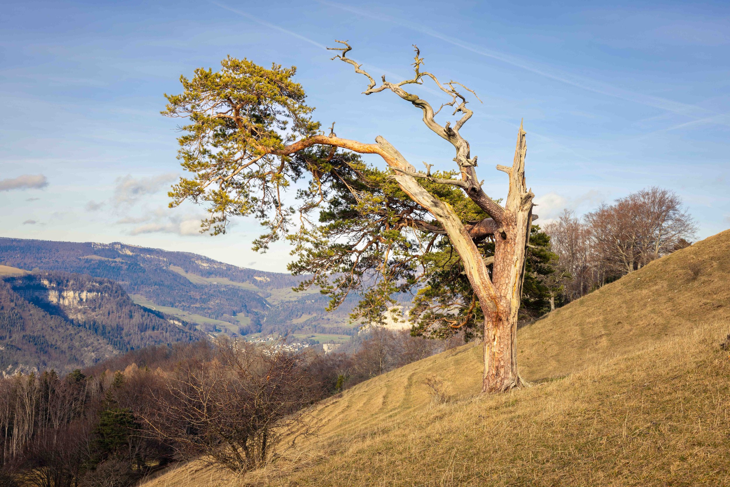 Soultree_30.12.23.jpg