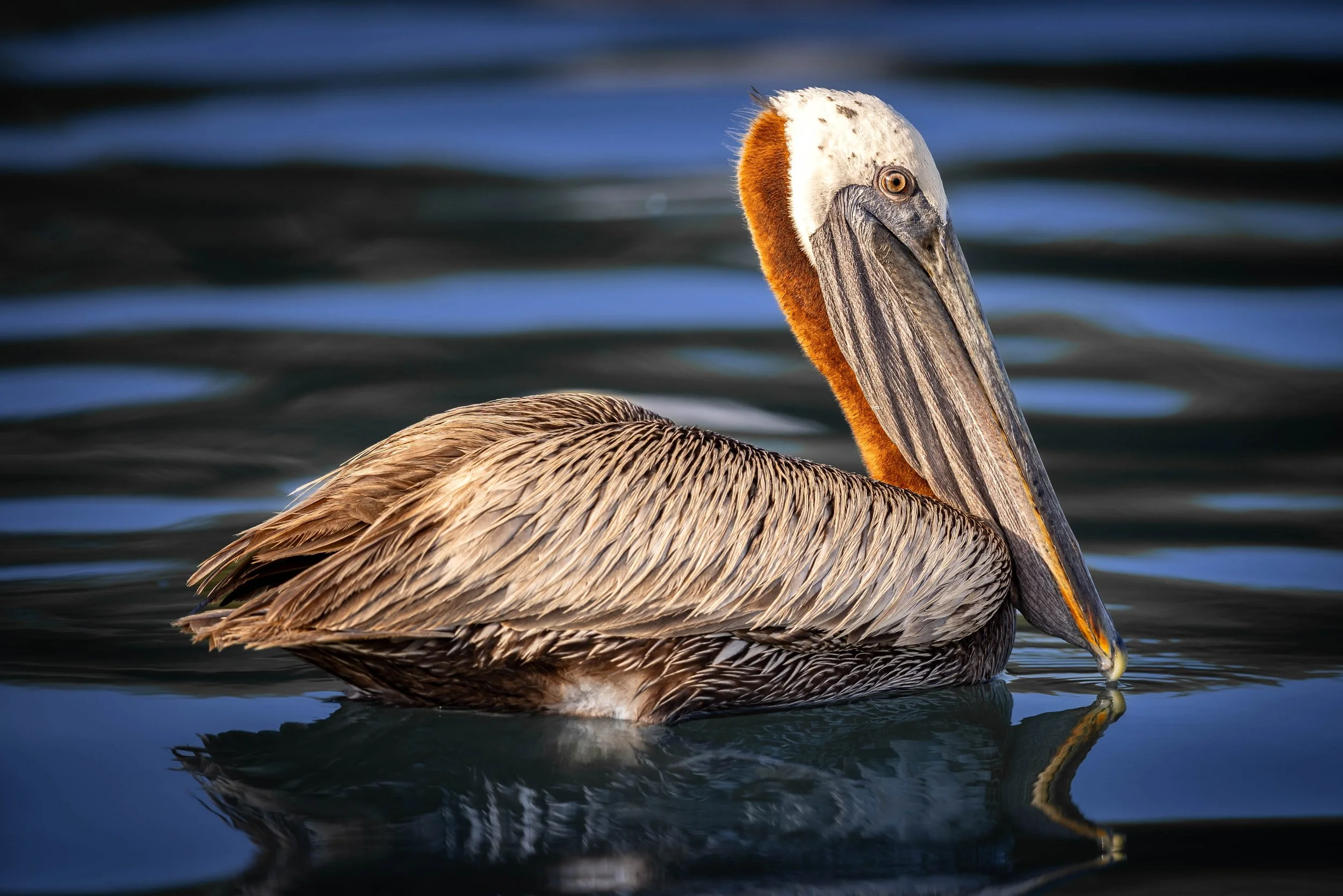 Pelican_eye_180°.jpg