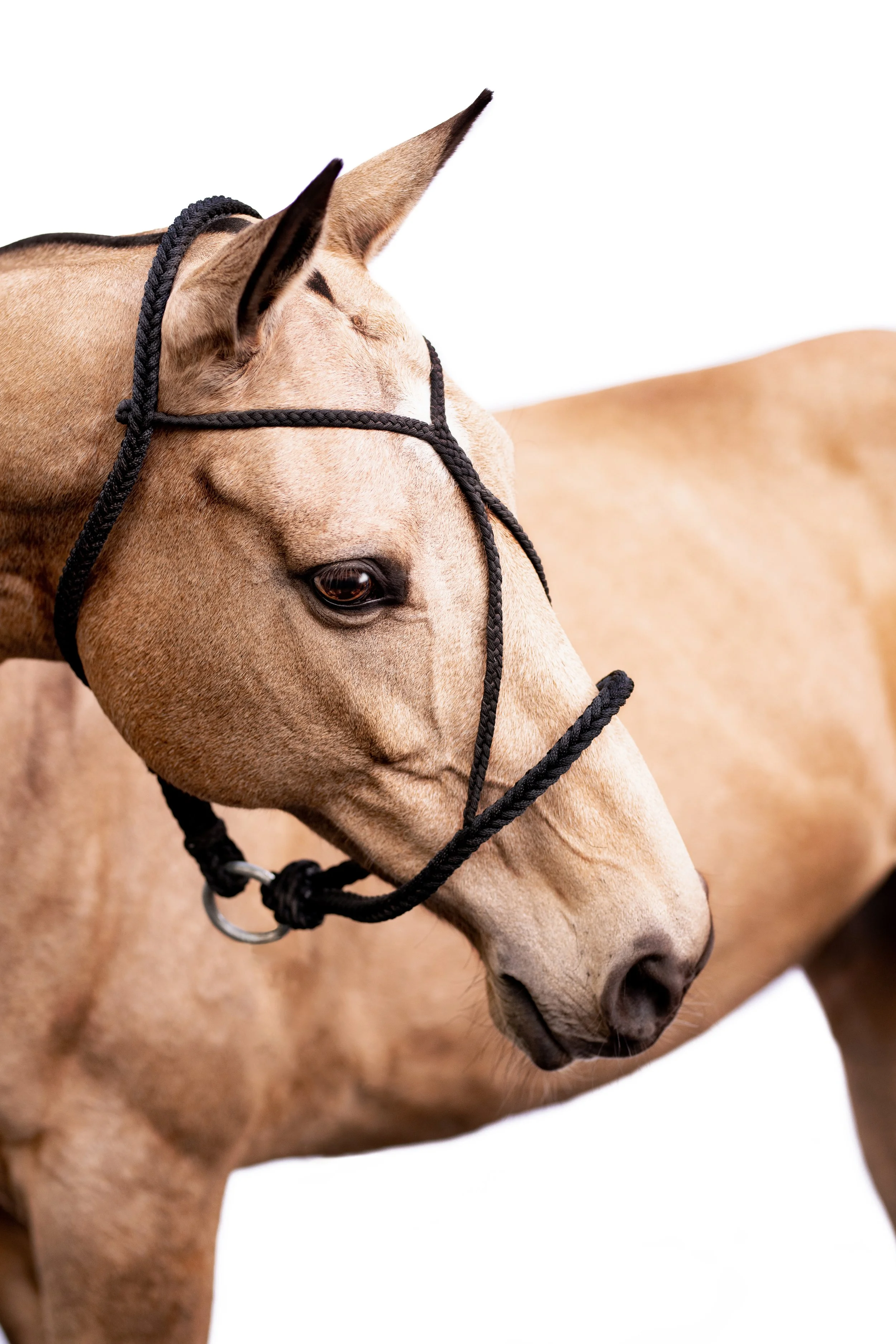 WBG Abigai Frye Ps-3997.jpg