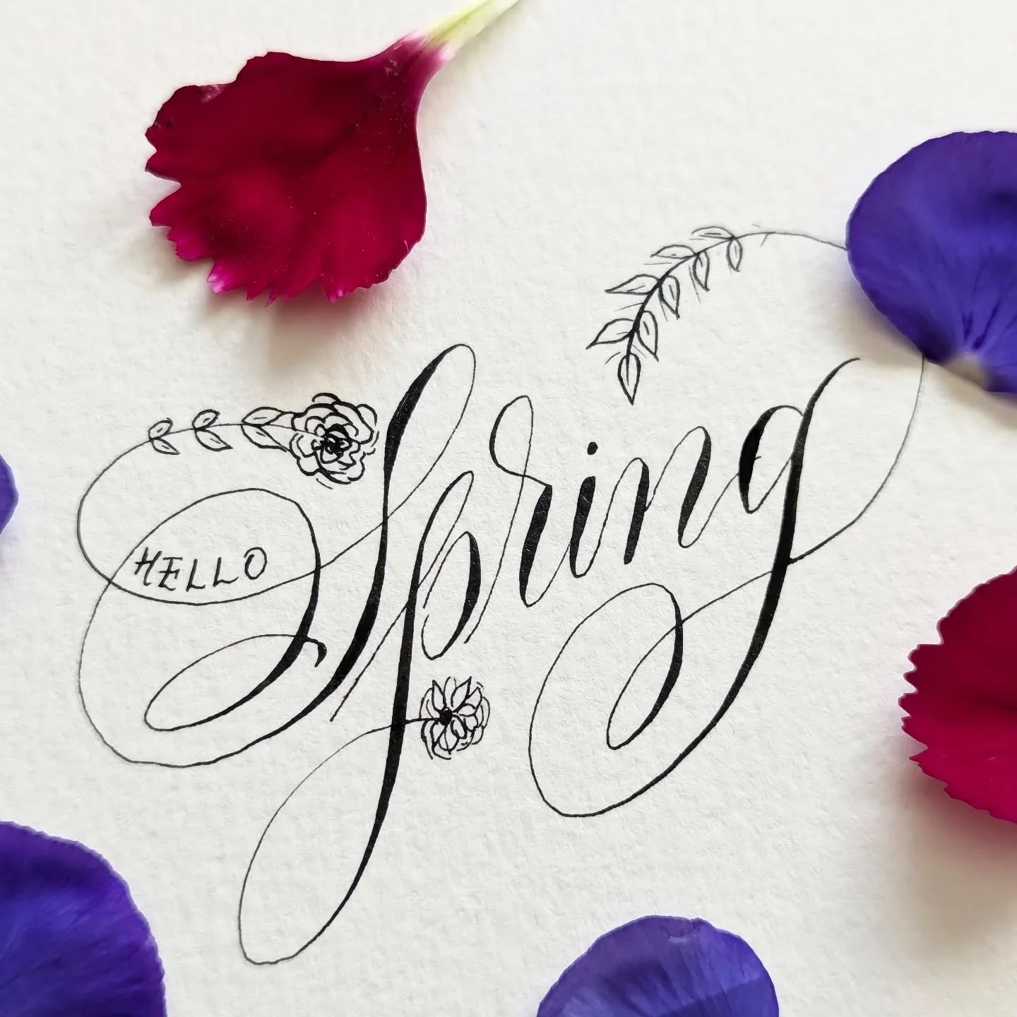 Happy first day of S P R I N G 💮🐣🌱

"Nothing ever seems impossible in spring, you know." ~ L.M. Montgomery

Black sumi ink 
Nikko G nib 
Cold press watercolor paper 
Flower petals from my yard ☺️

#jennifercalligrapher #pointedpencalligr