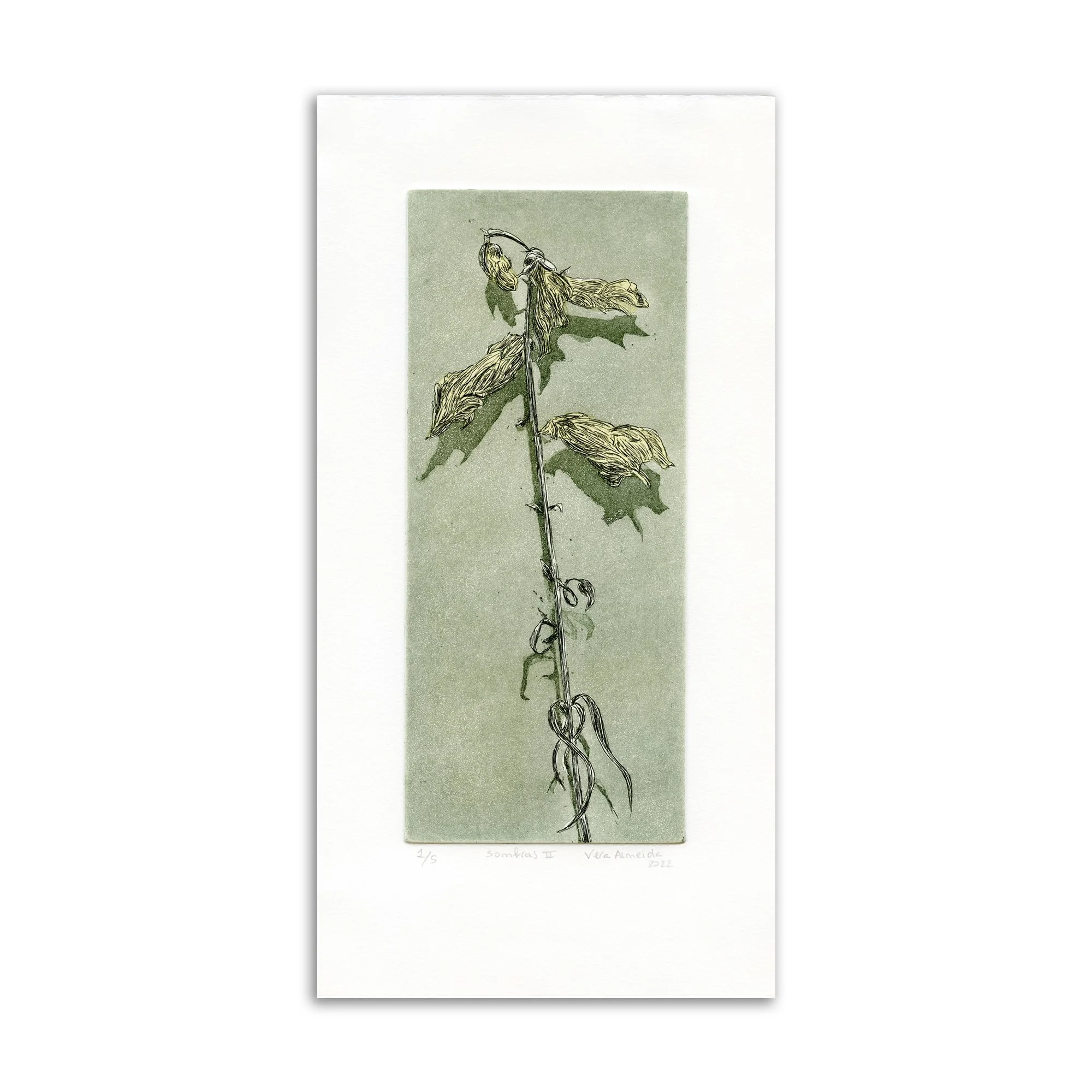 20_Vera_Almeida_Sombras_II copy.jpg