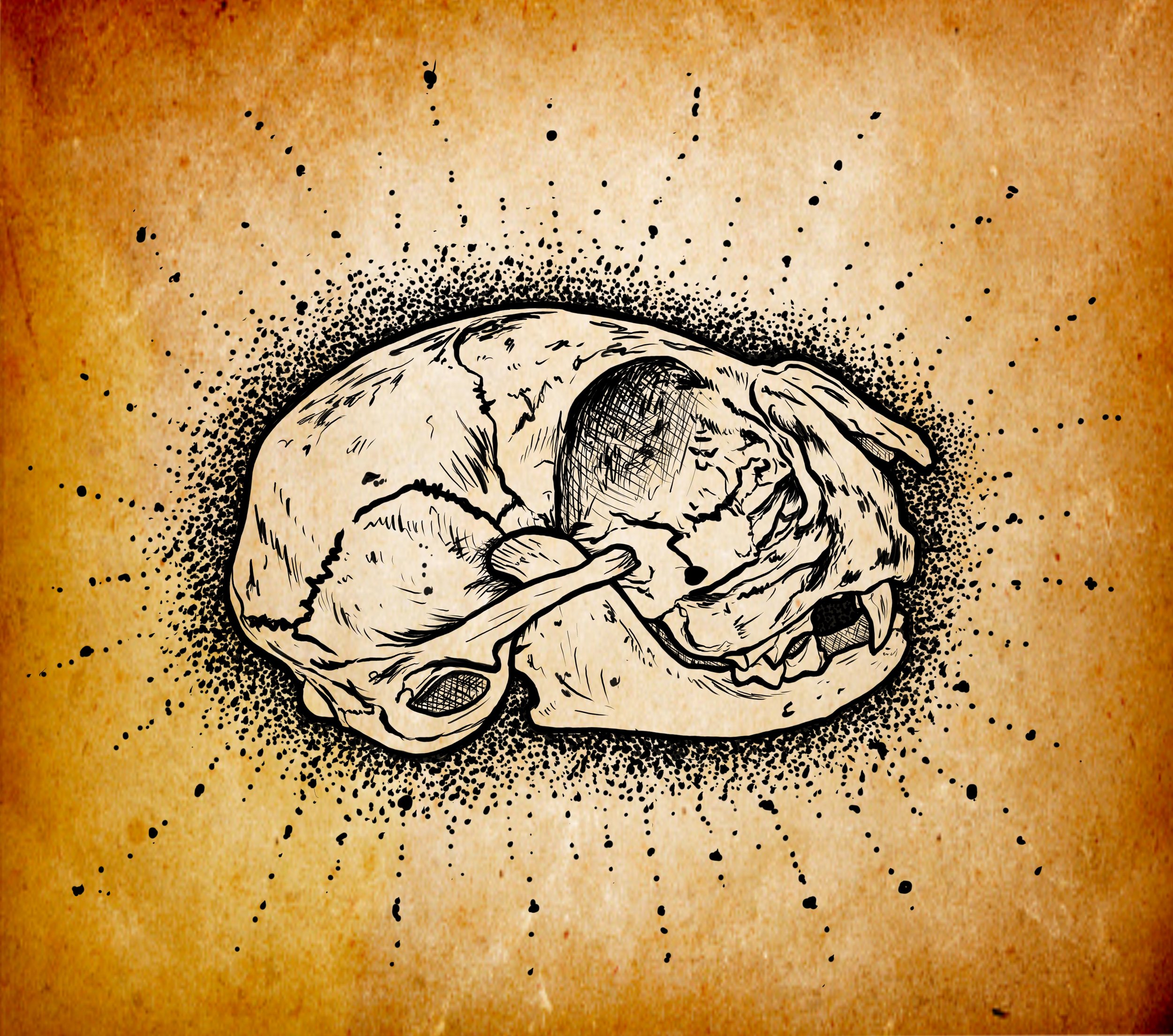 Cat Skull