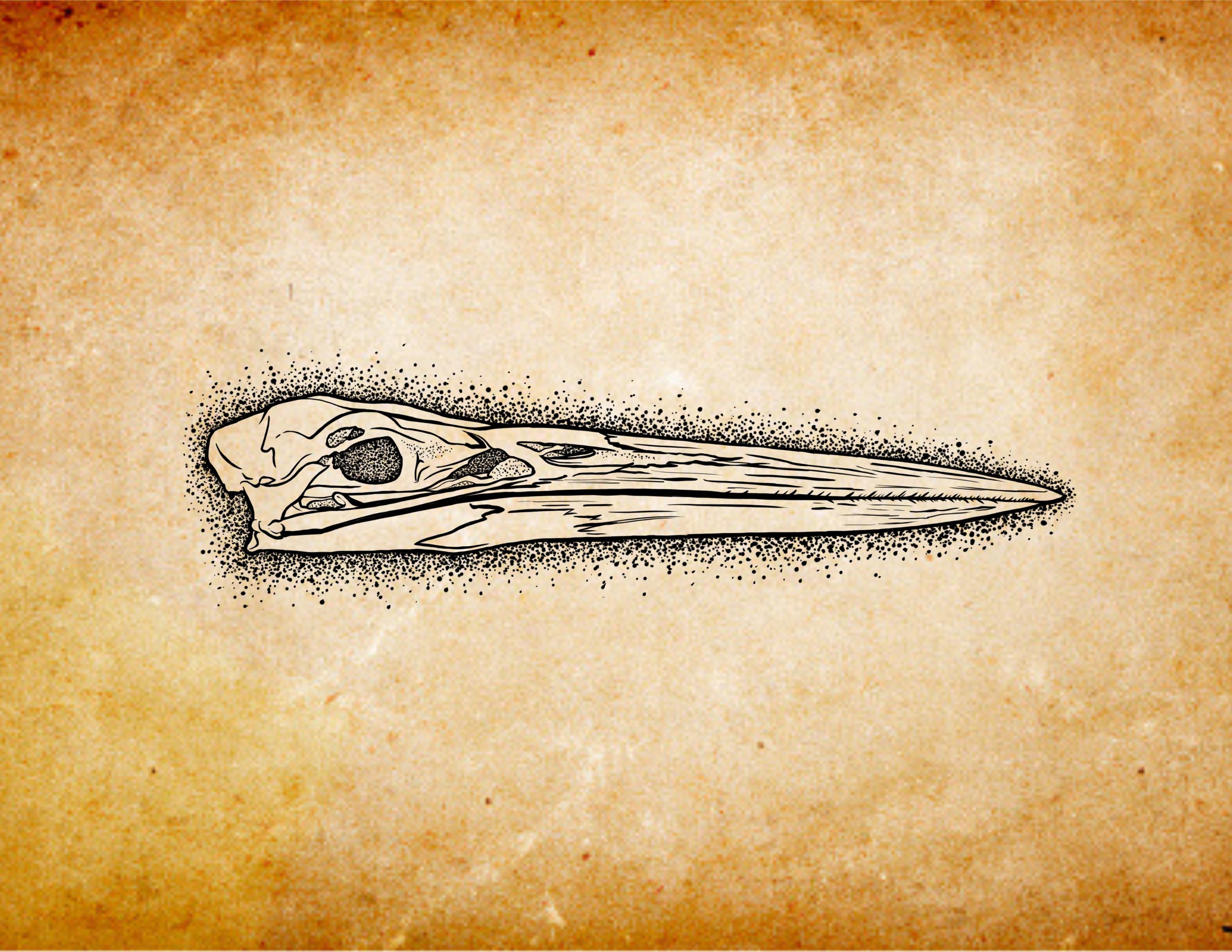 Great Blue Heron Skull (repeatable, join the heron skull family)