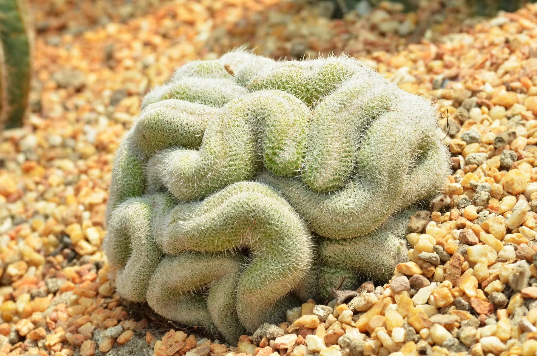 plant intelligence