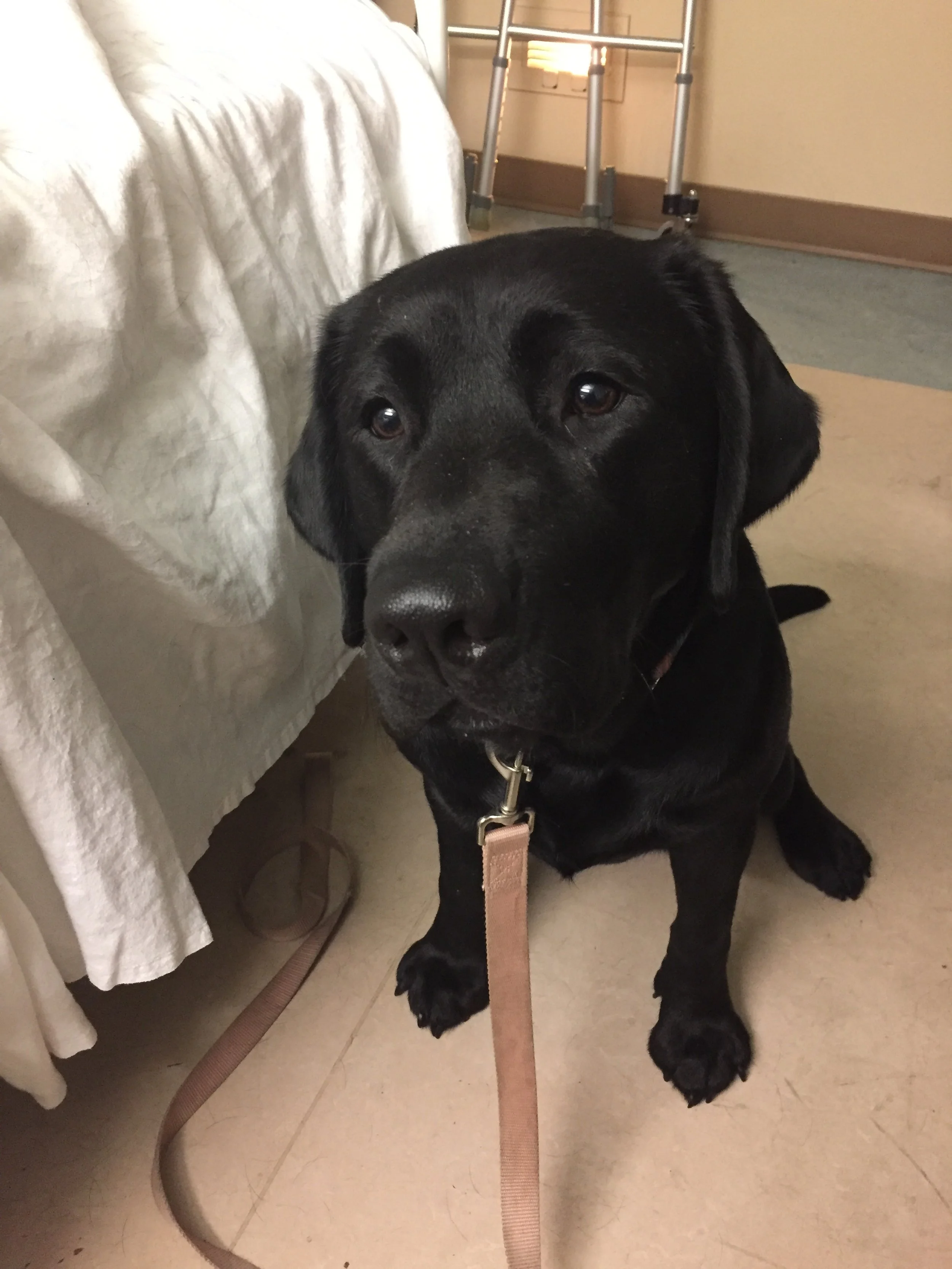 Therapy Dog — R+ Paws Service Dog Training