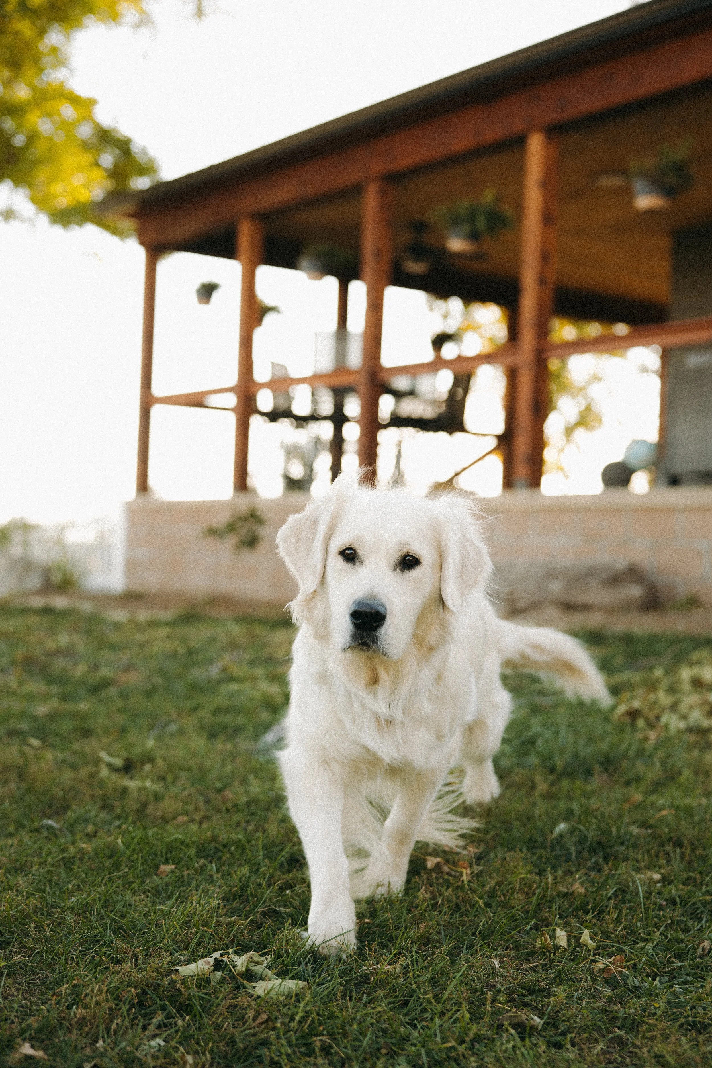 White dog running on grass next to woodpile and fence, with trees in the background.