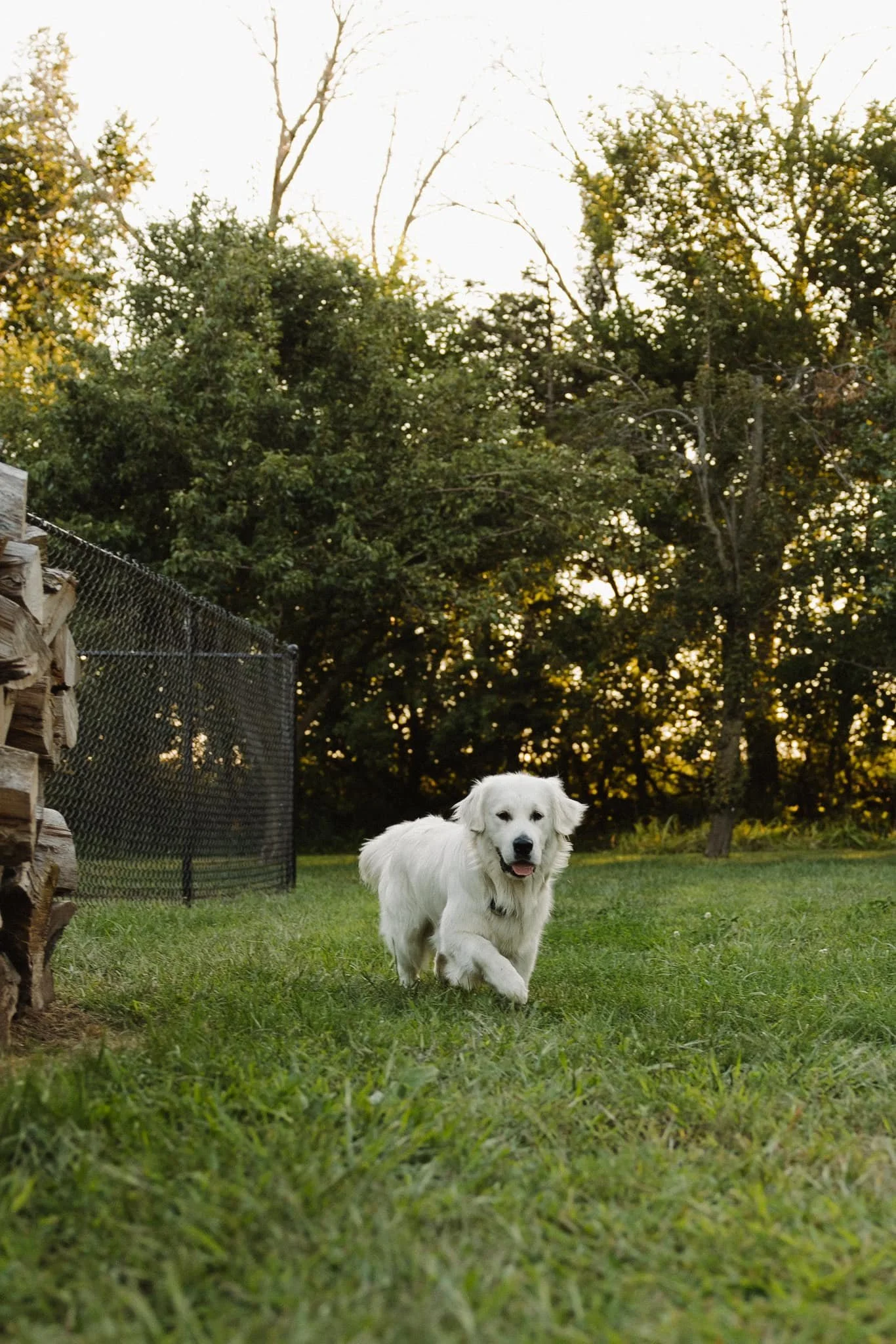 A white dog walking on grass near a fence and pile of logs, with trees in the background.