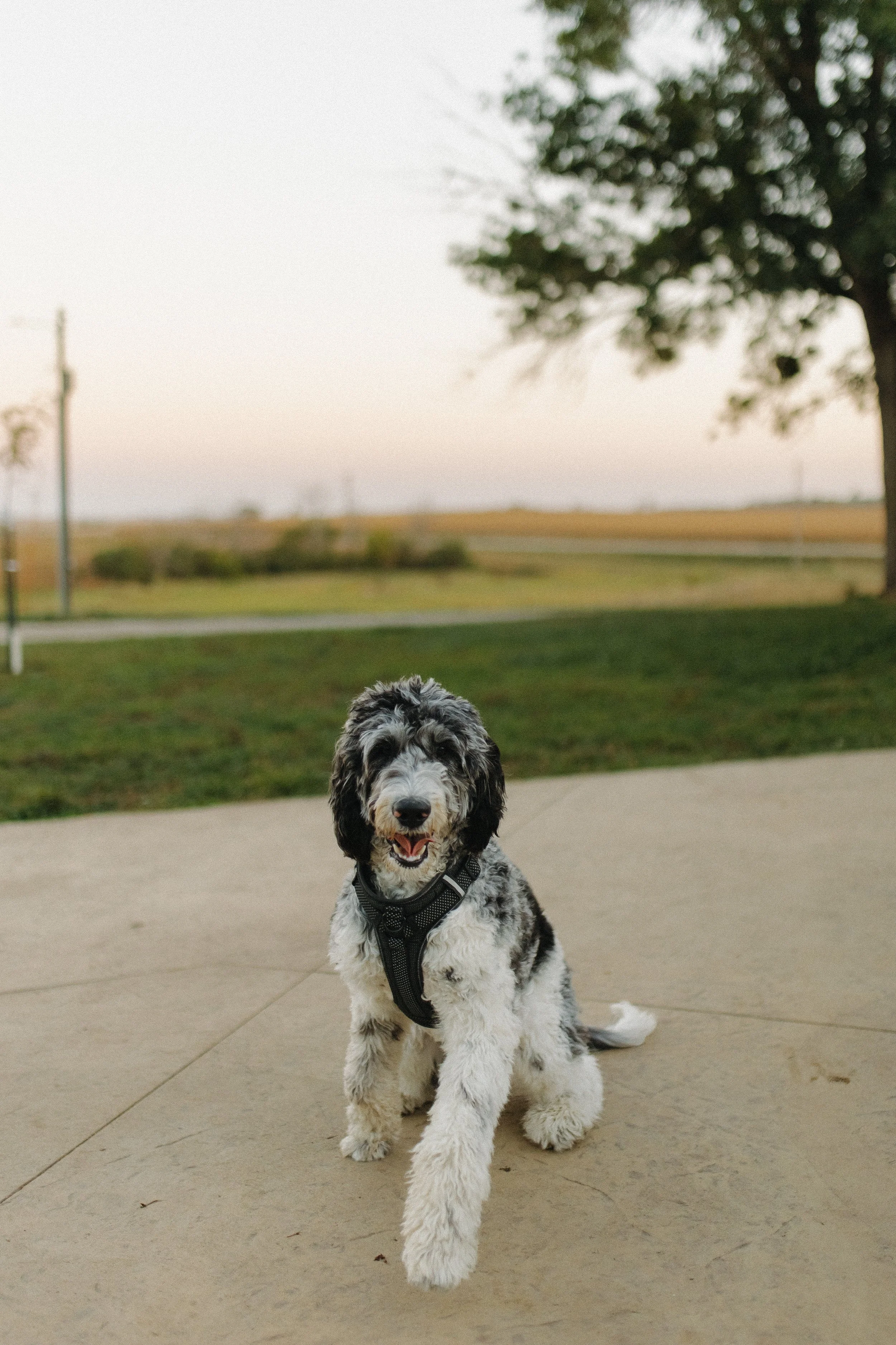 A black and white dog with a harness sitting on a concrete surface in an outdoor setting with grass and trees in the background.