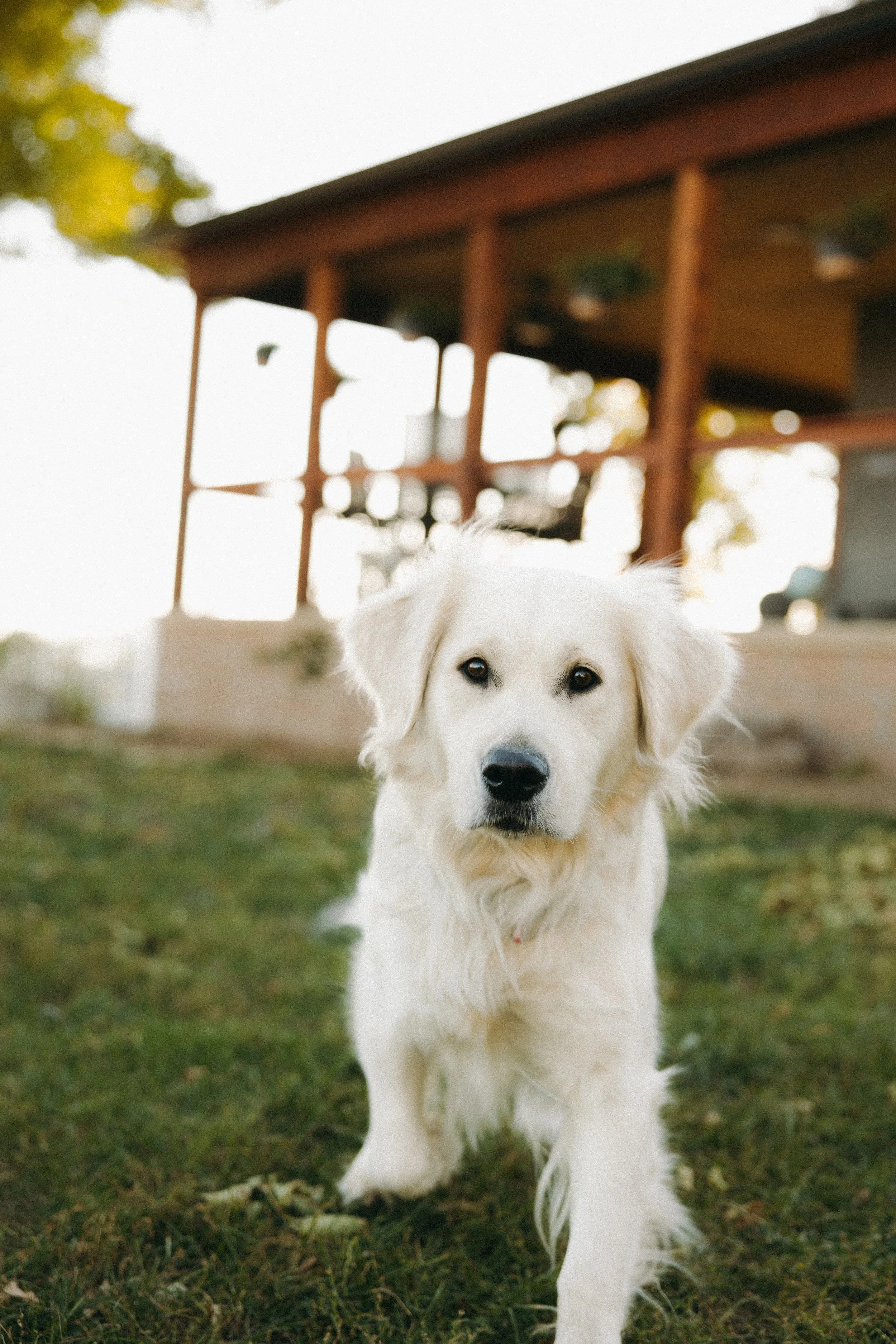 puppies-6963.jpg