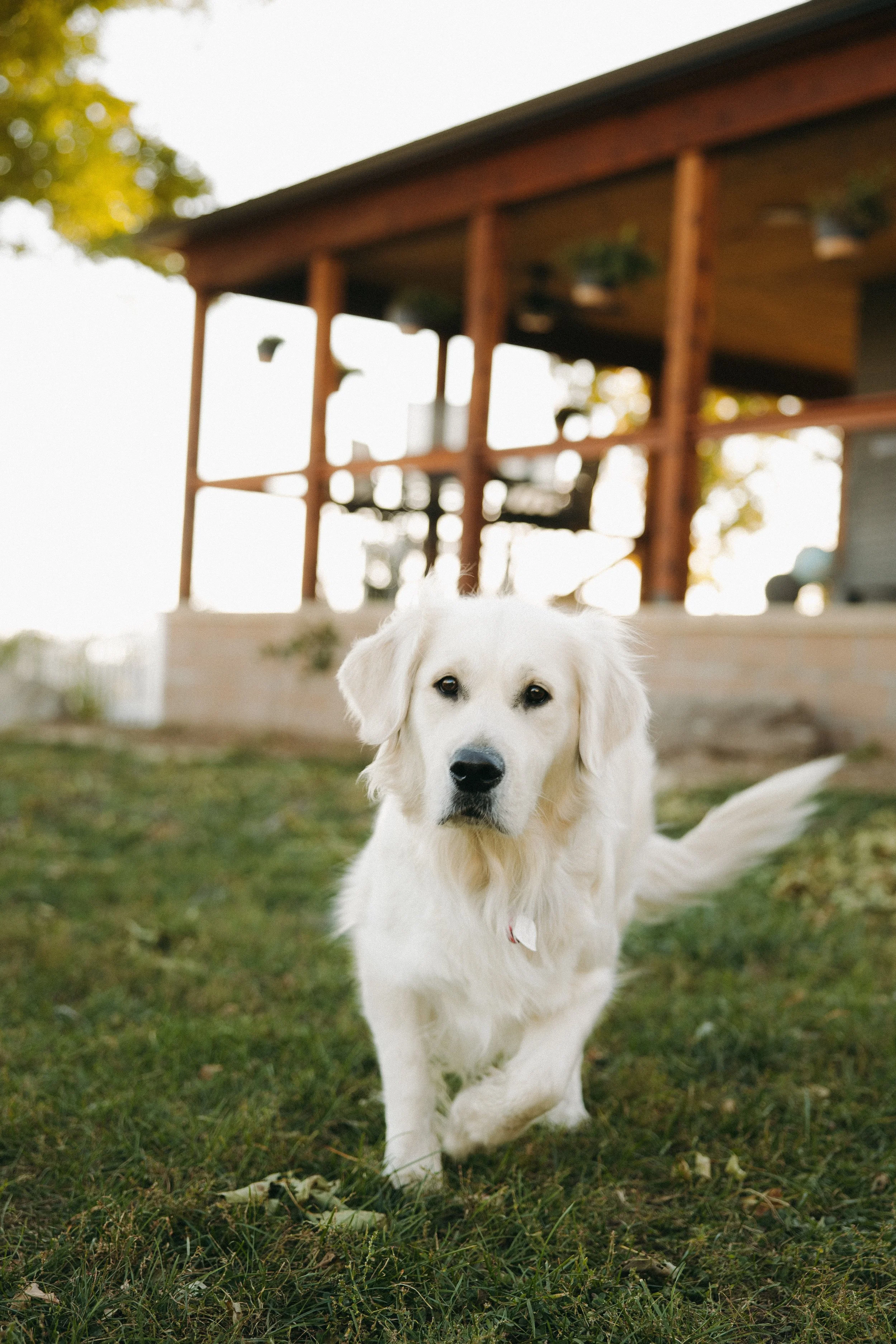 puppies-6962.jpg