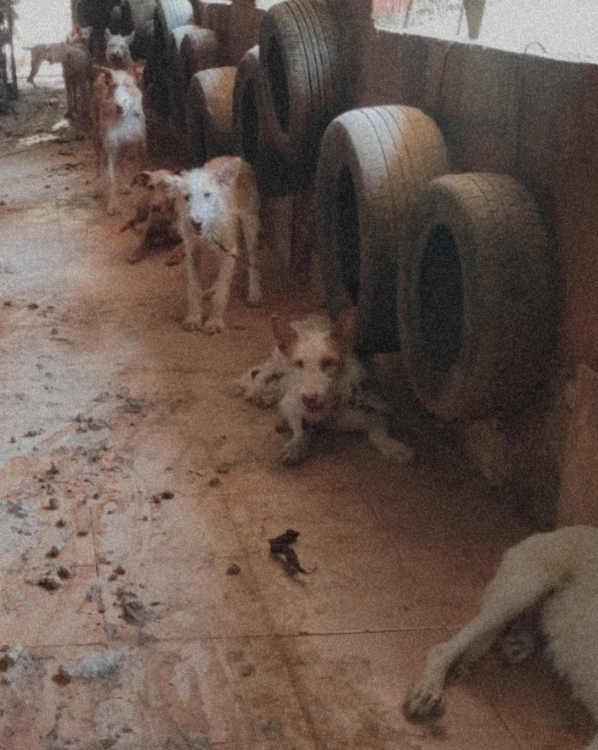 Podencos are tied to tires that are attached to the wall in a dirty hunting kennel. Some of the dogs are standing, some are lying down on the dirty floor. They look scared.