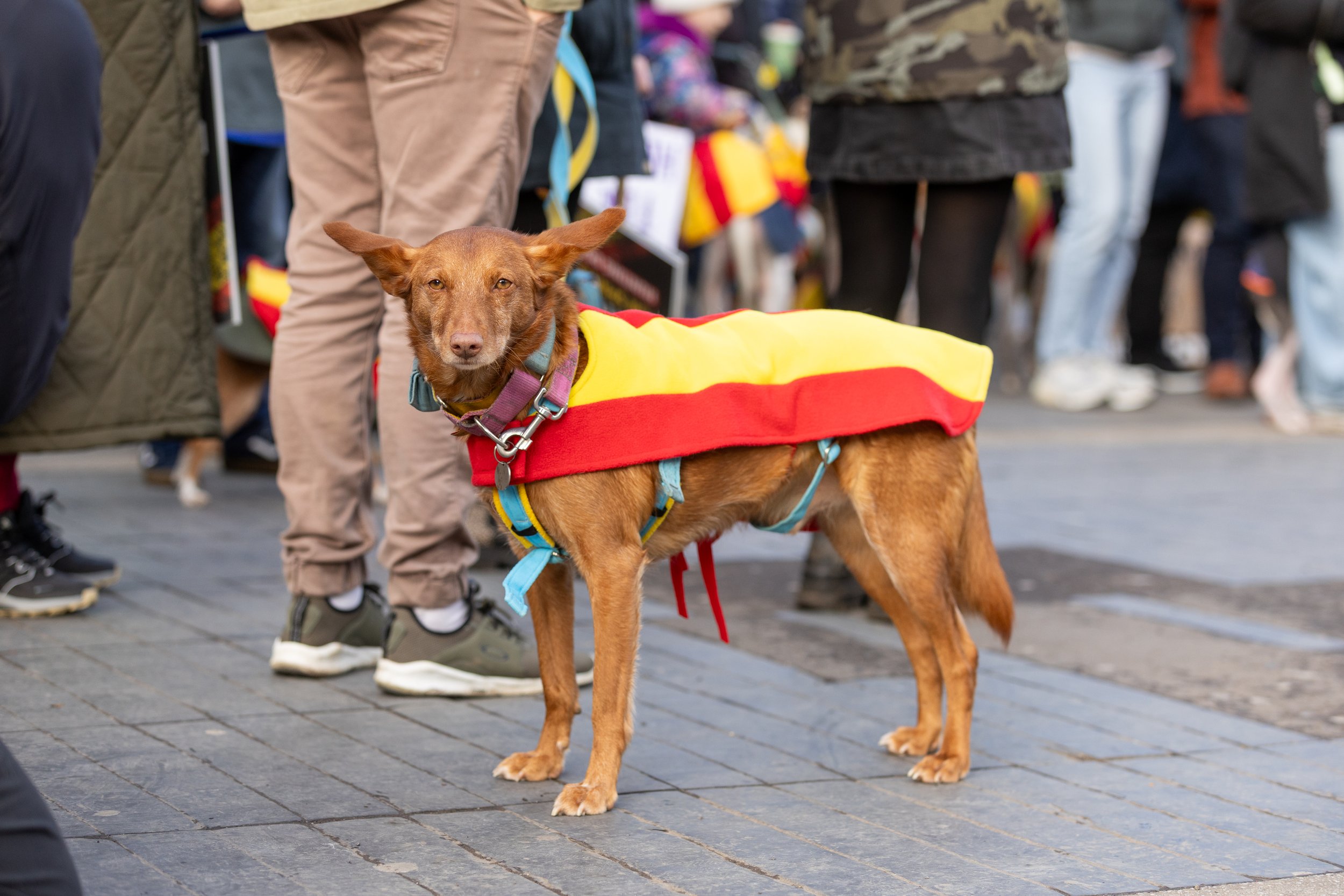 spanishhounds2026-103.jpg