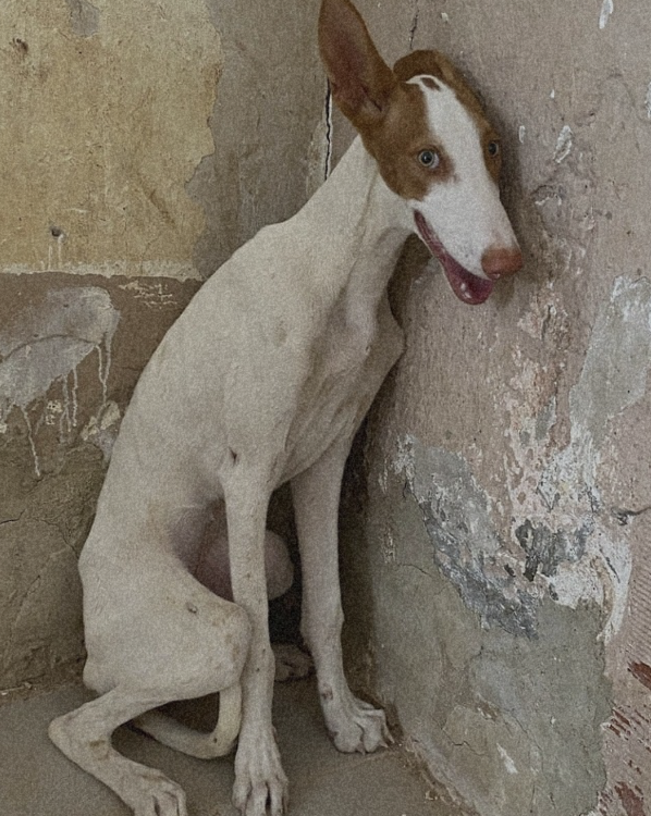 A skinny, scared looking young Podenco is sitting in a corner, leading against the stone wall.
