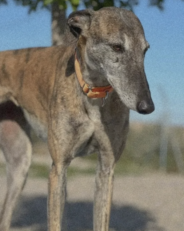 A Galgo wearing a colourful collar is standing outside with blue sky in the background. He has scars on his face and looks worried.
