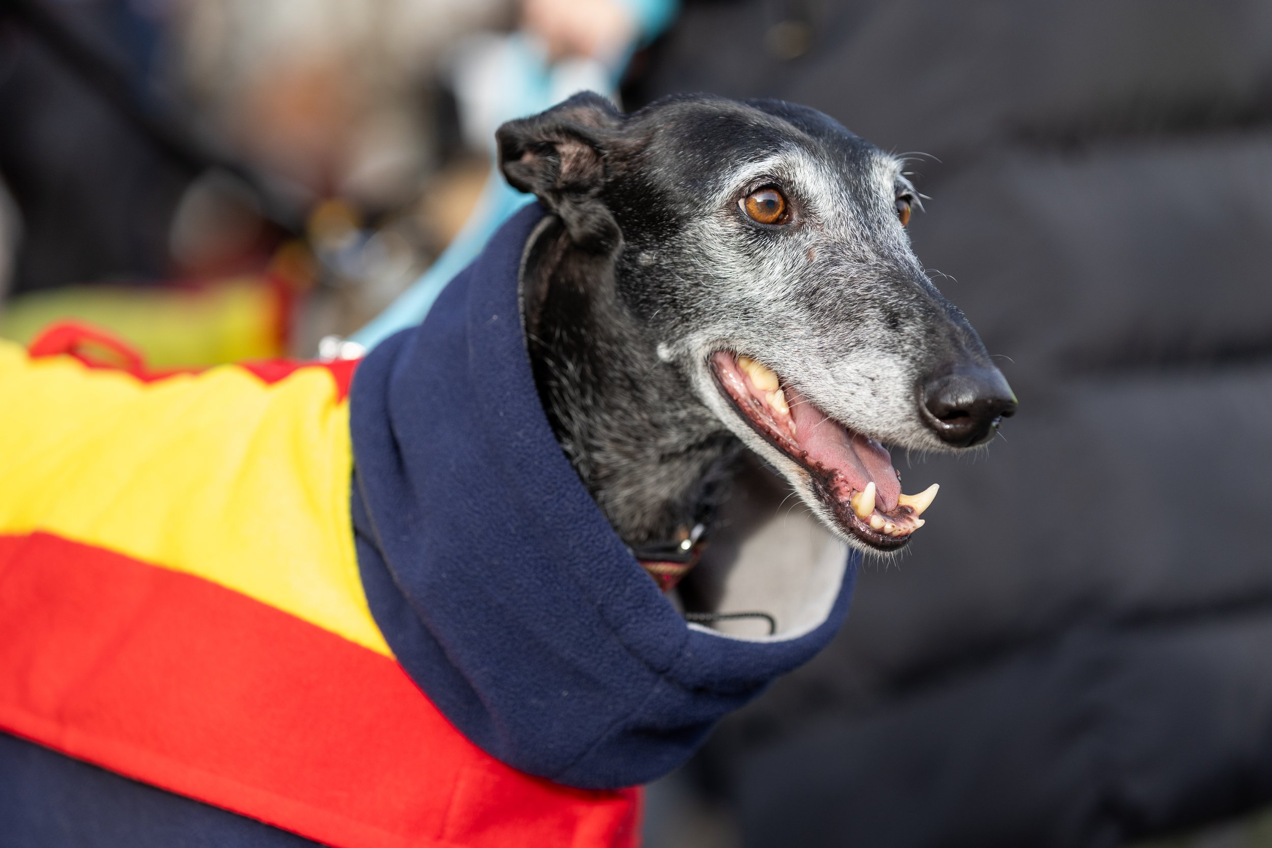 spanishhounds2026-114.jpg
