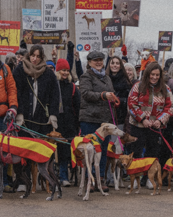 A group of people with Galgos and Podencos on leashes are standing on a pavement. The dogs are wearing yellow and red vests. The people are holding signs that say 'Free the Galgo', 'Free the Podencos', 'Legal righs for Spanish hunting dogs'.