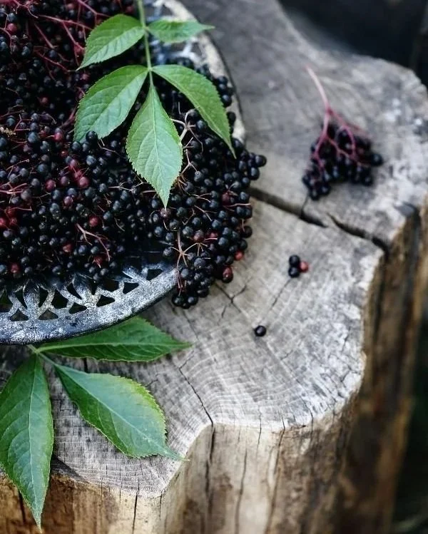 Herbs for Winter Health and Wellbeing