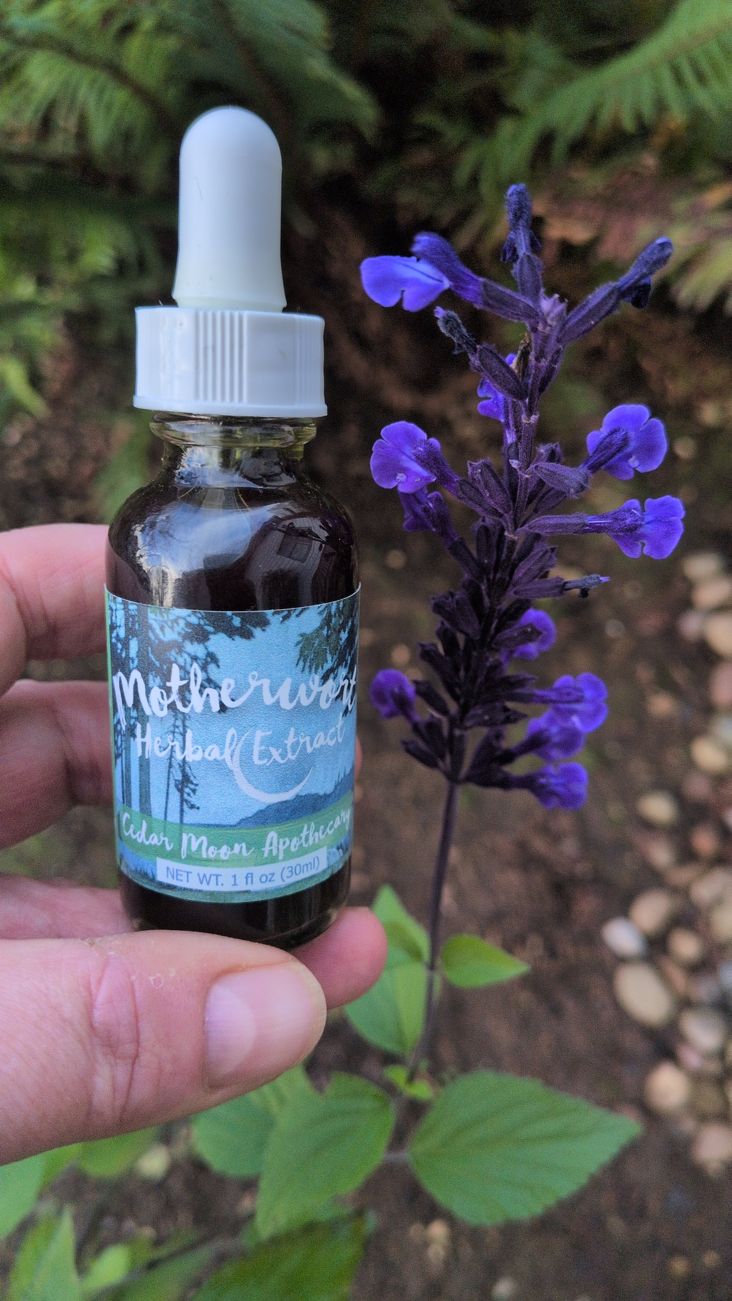 Motherwort Herbal Extract