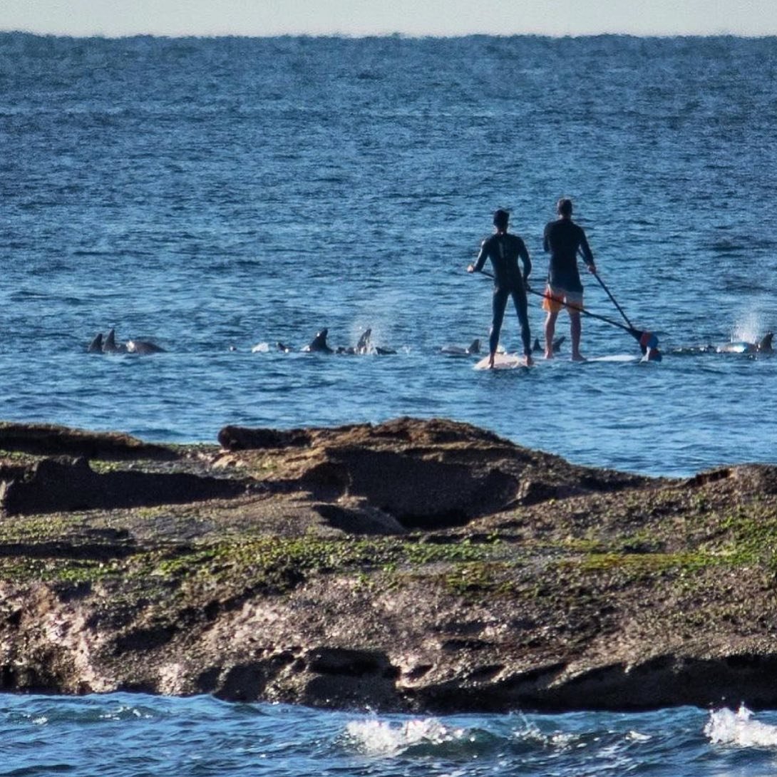 Paddle board dolphin-spotting off Coogee Beach this week was captured by @picturemoggs 
Amazing to see such a great experience happening right next to us at The Coogee View.