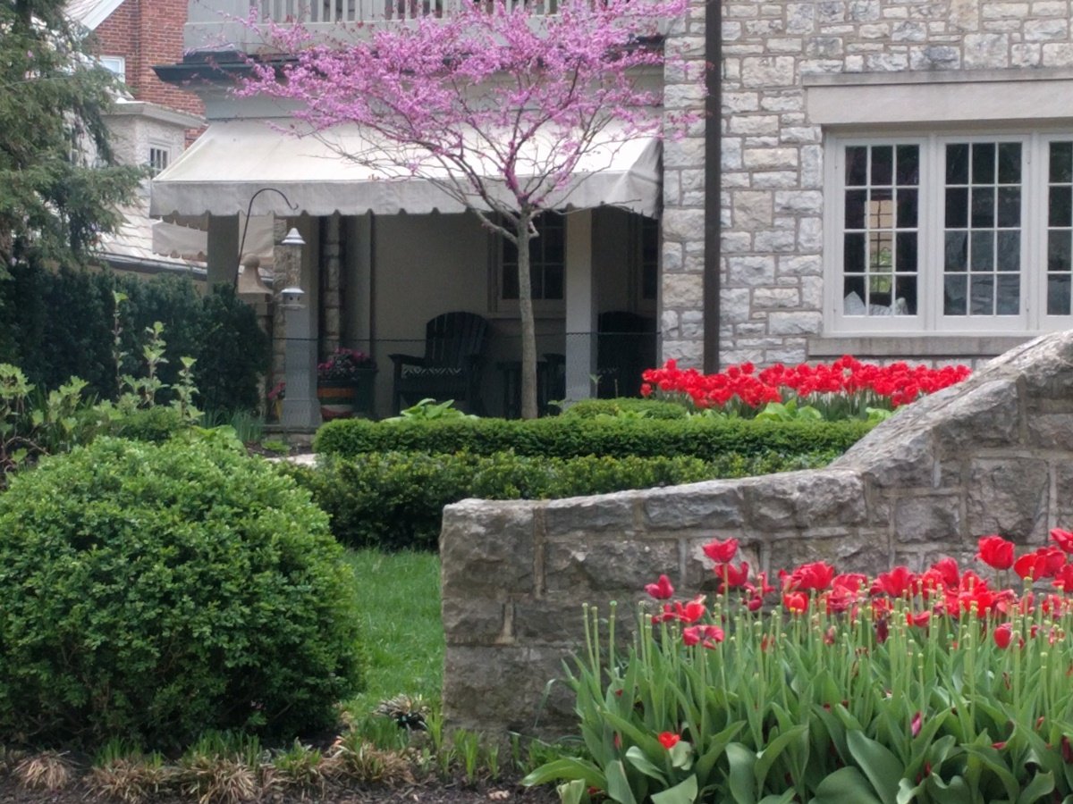 View of house side porch past big round boxwood and low taxus hedge and red tulips