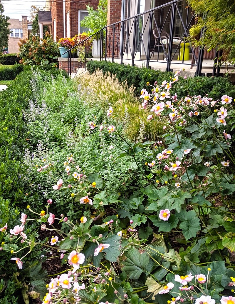 A close-up of blooming light pink anemone show off the light green late summer color of low grasses behind, in front of the modern porch