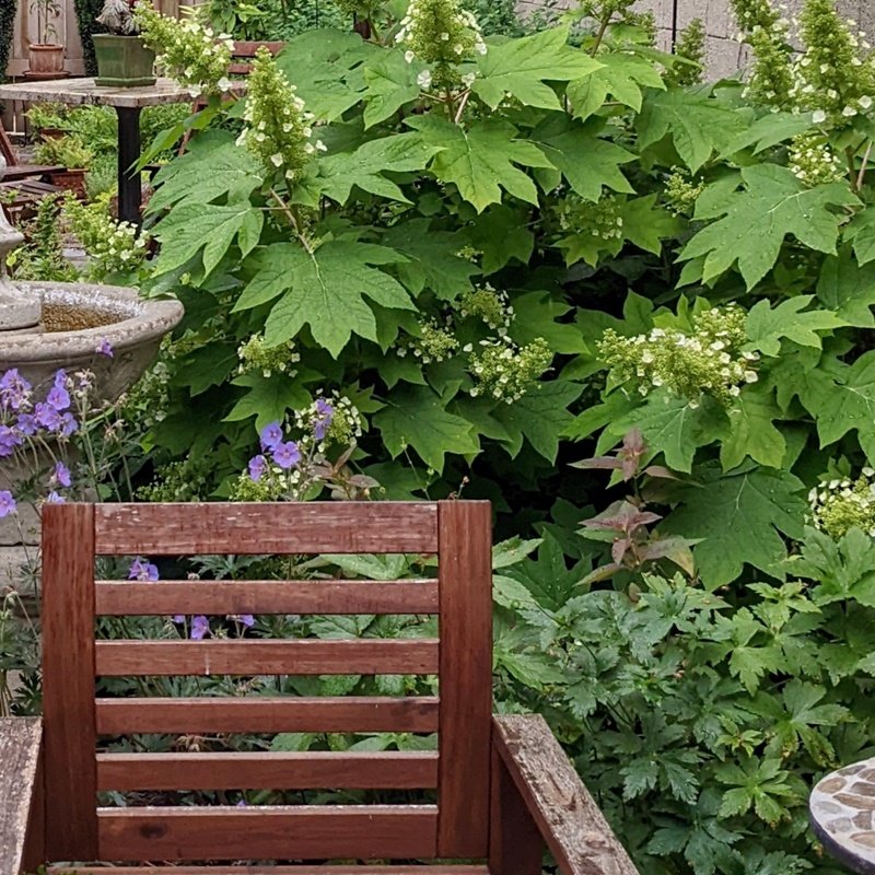 A big, white, blooming oakleaf hydrangea spills over the wood slats of a chair