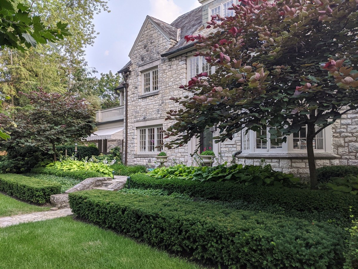 Angled view towards front of house with neatly trimmed taxus hedge in a long row at the base of the sloped planting, and two red tinged leafed redbud trees