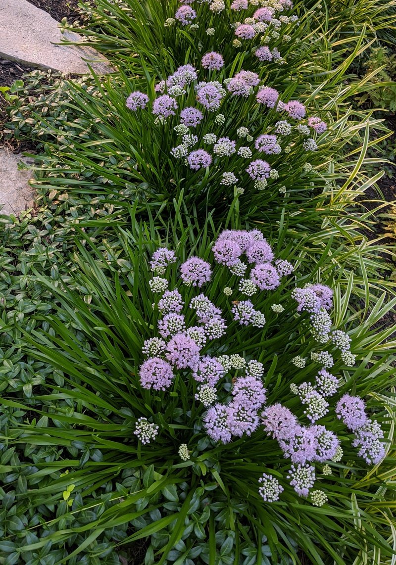 A close-up of a row of light purple allium in bloom
