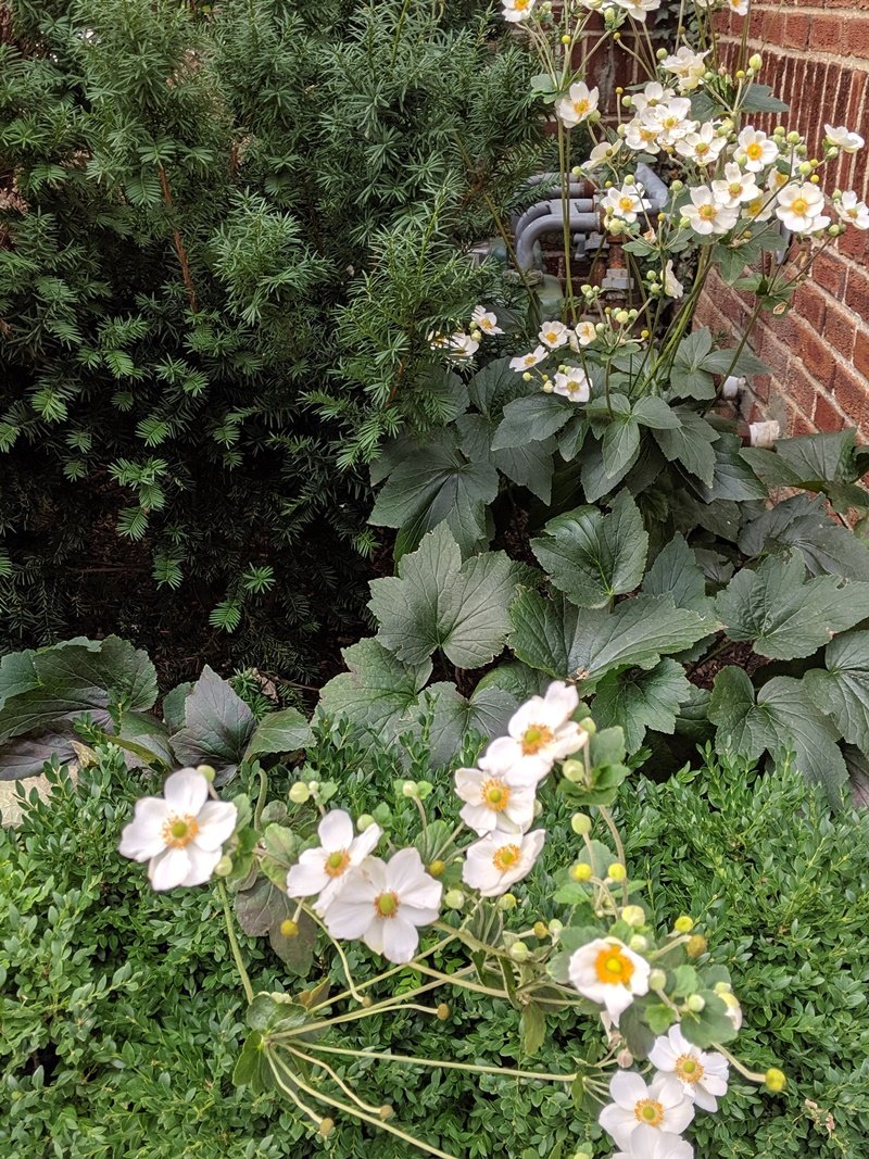 A close-up of white blooming anemone show up beautifully against the dark taxus shrub behind