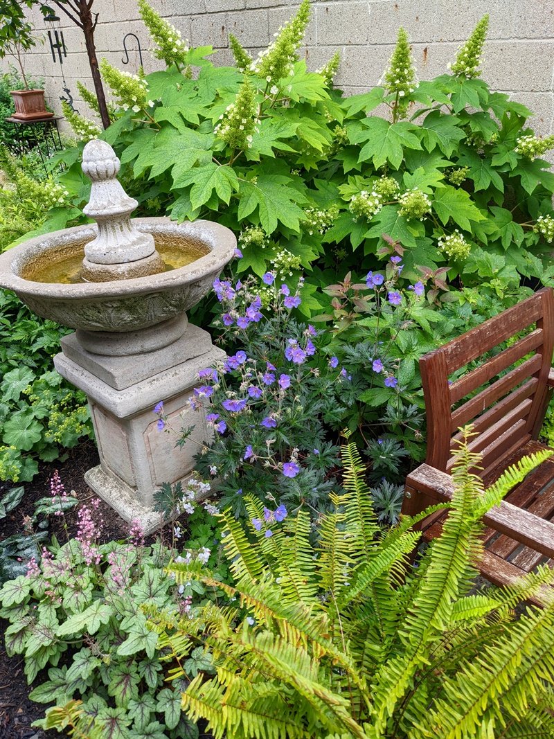 A large, white, blooming oakleaf hydrangea, a fern, and a purple blooming flower surround a little white stone fountain on a pedestal