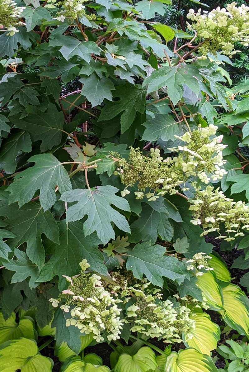 A close-up of a white blooming oakleaf hydrangea drapes over top of yellow-green and green variegated hostas
