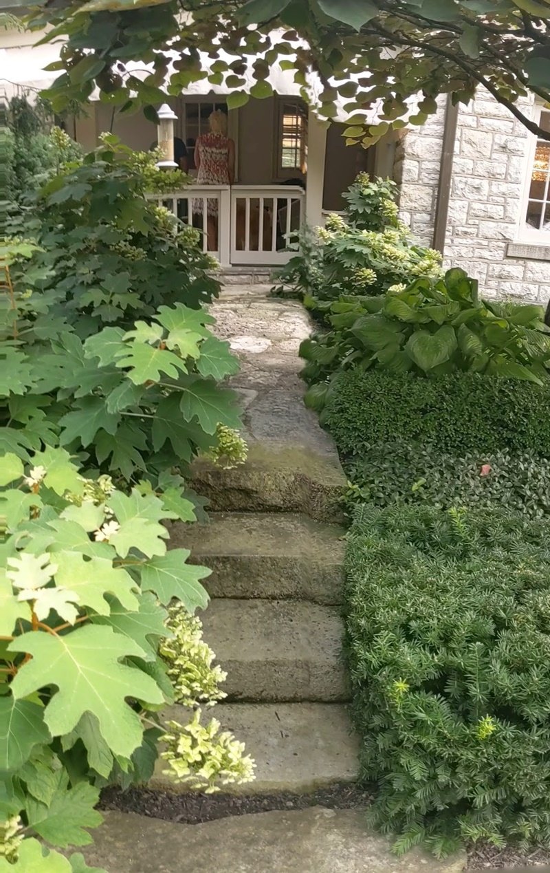 A narrow irregular solid limestone set of steps cuts through drooping oakleaf hydrangea and a crisply trimmed taxus hedge