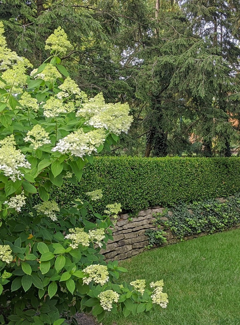 A blooming oakleaf hydrangea drapes into view in front of a low stone wall with a neatly trimmed boxwood hedge on top and soft big evergreens above