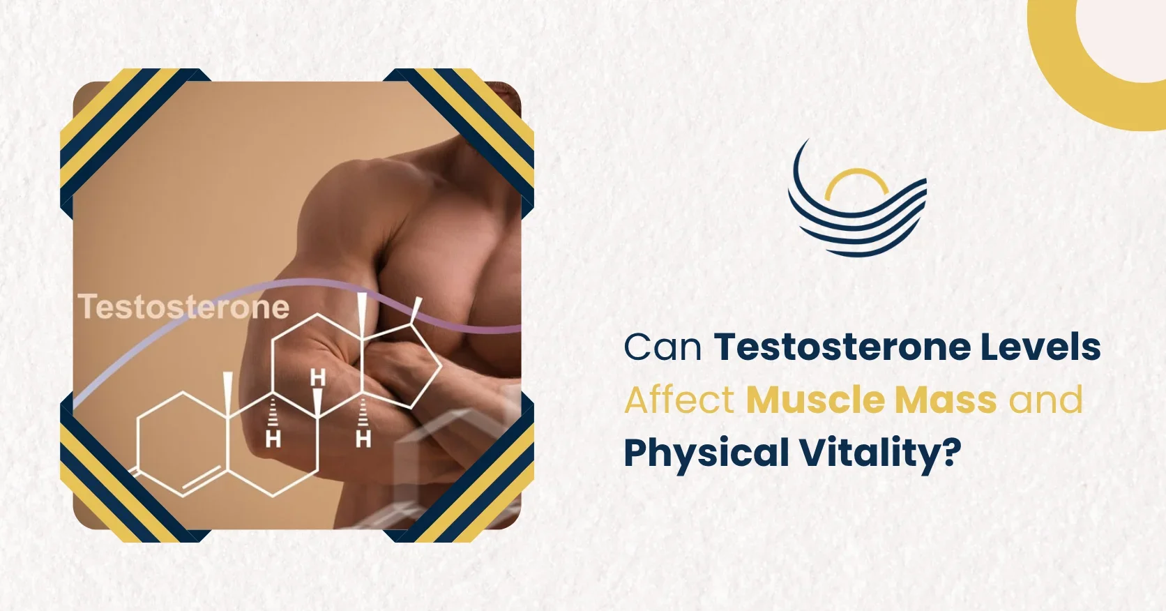 Can Testosterone Levels Affect Muscle Mass and Physical Vitality?
