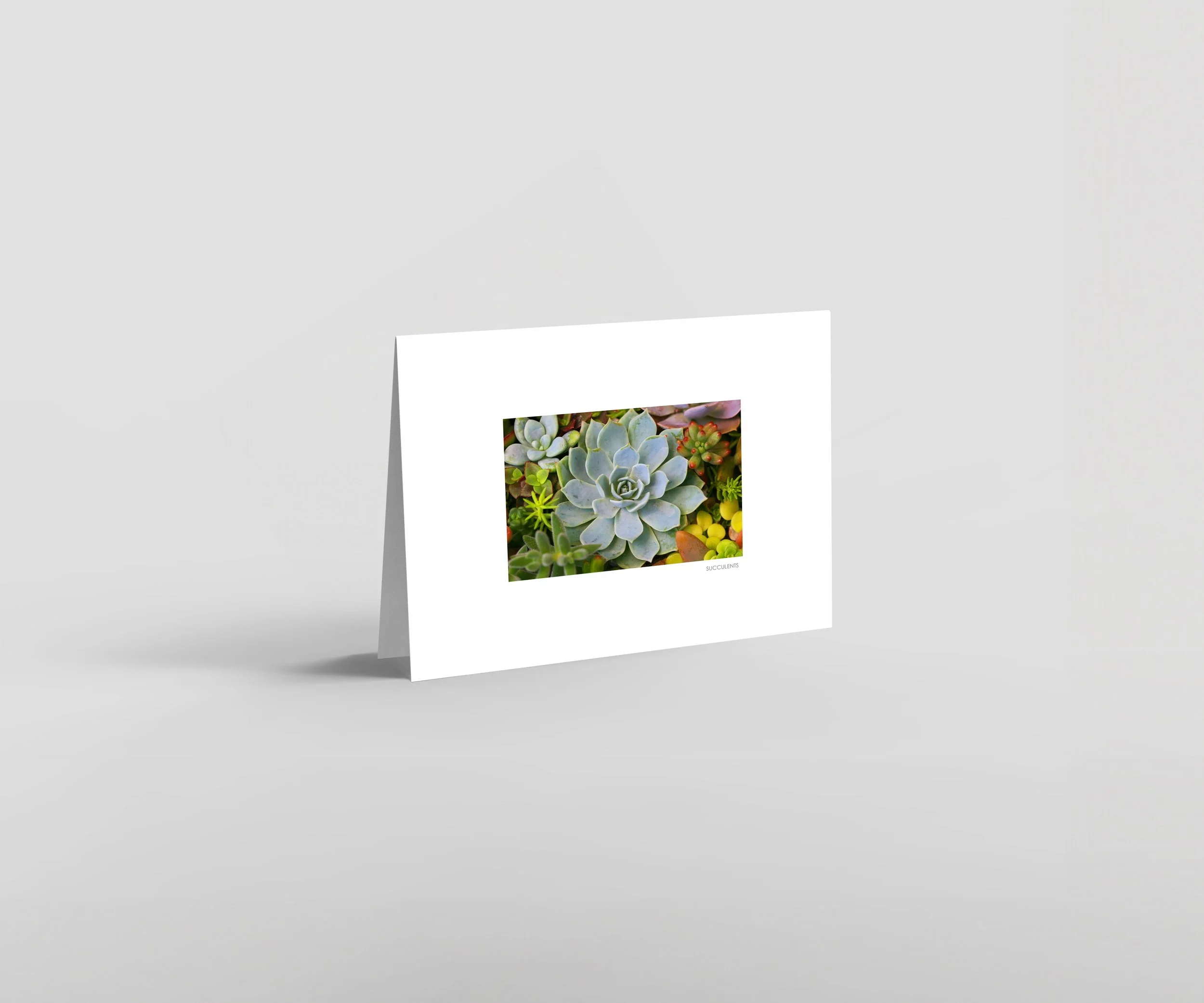 Succulents-01H-Succulents-store-D.jpg