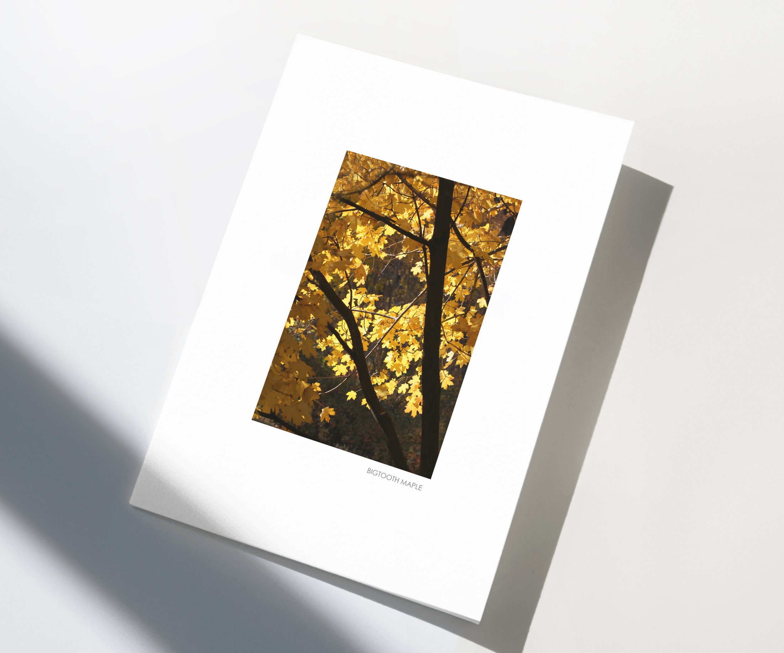 Bigtooth-Maple-01-store-E.jpg