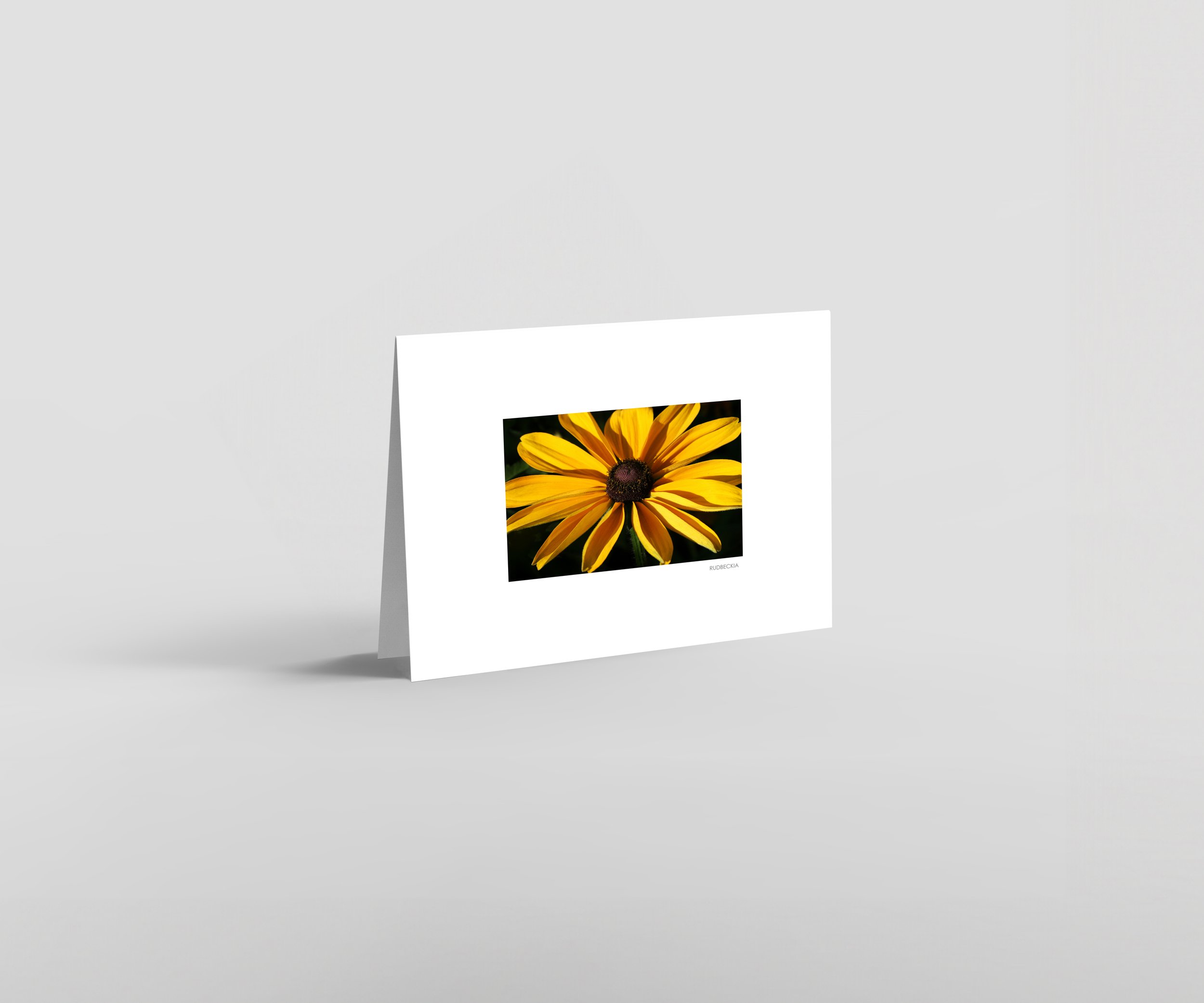 Autumn-Rudbeckia-01-store-D.jpg