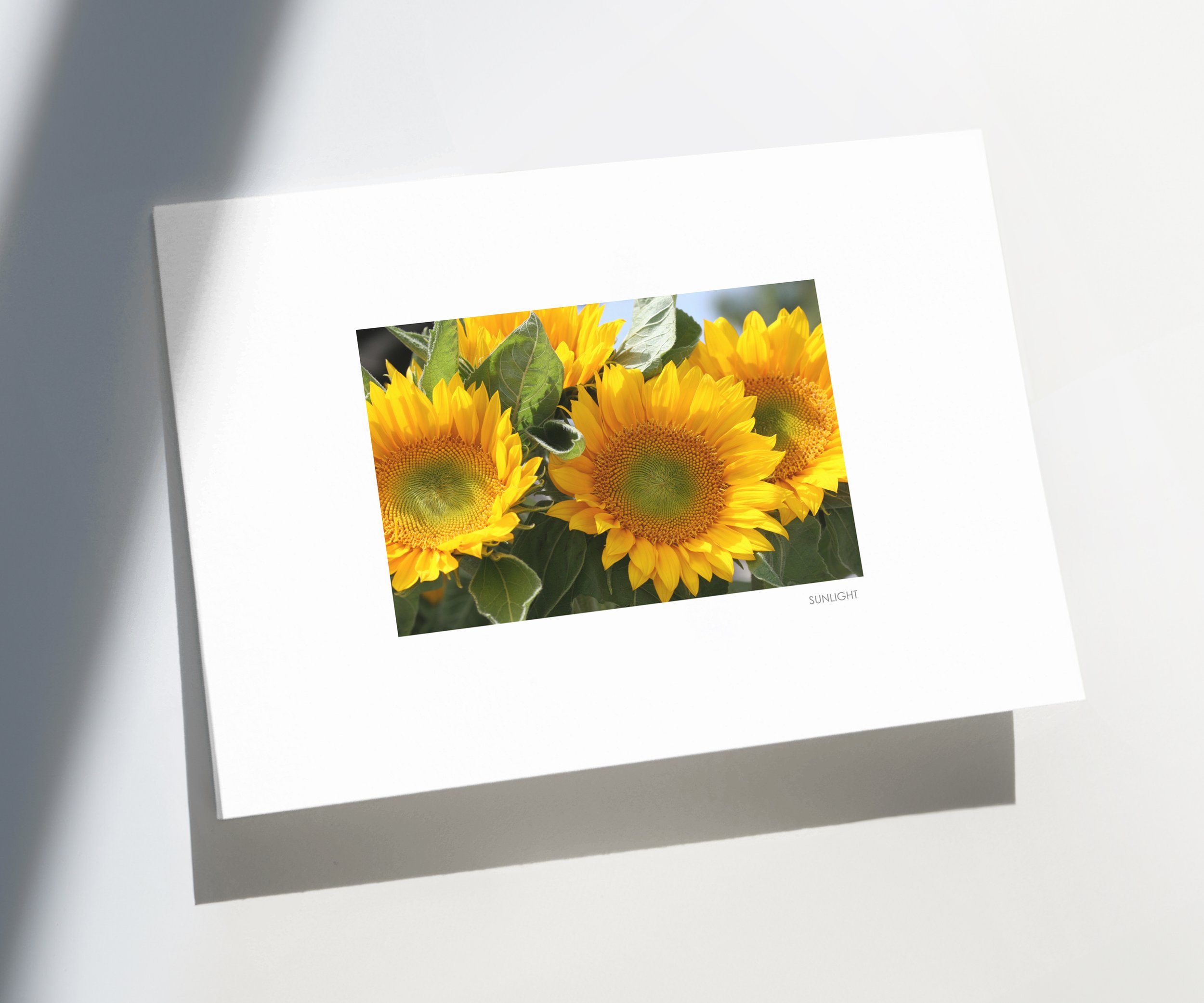 Autumn-Sunlight-01-store-E.jpg