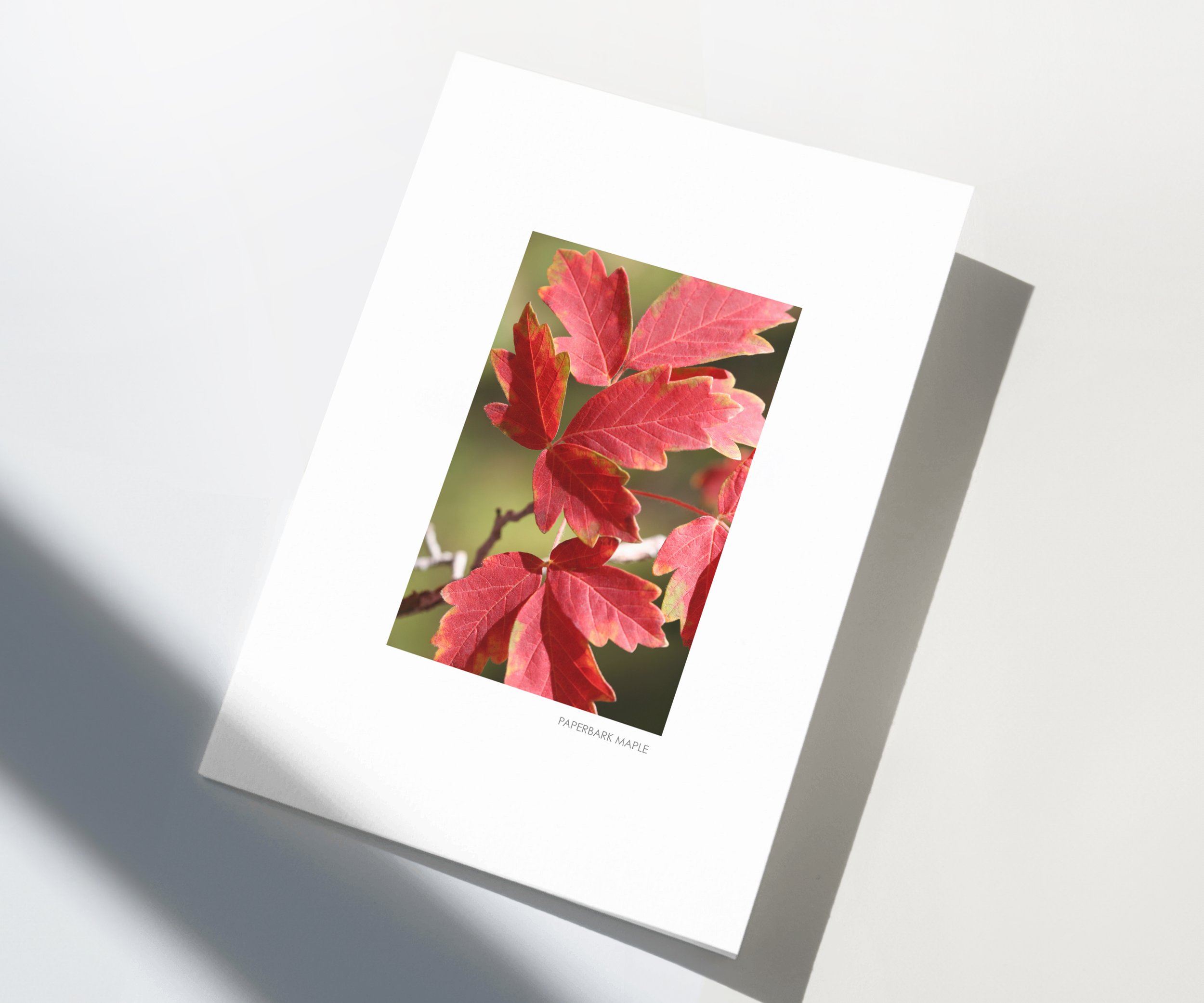 Autumn-Paperbark-Maple-01-store-E.jpg